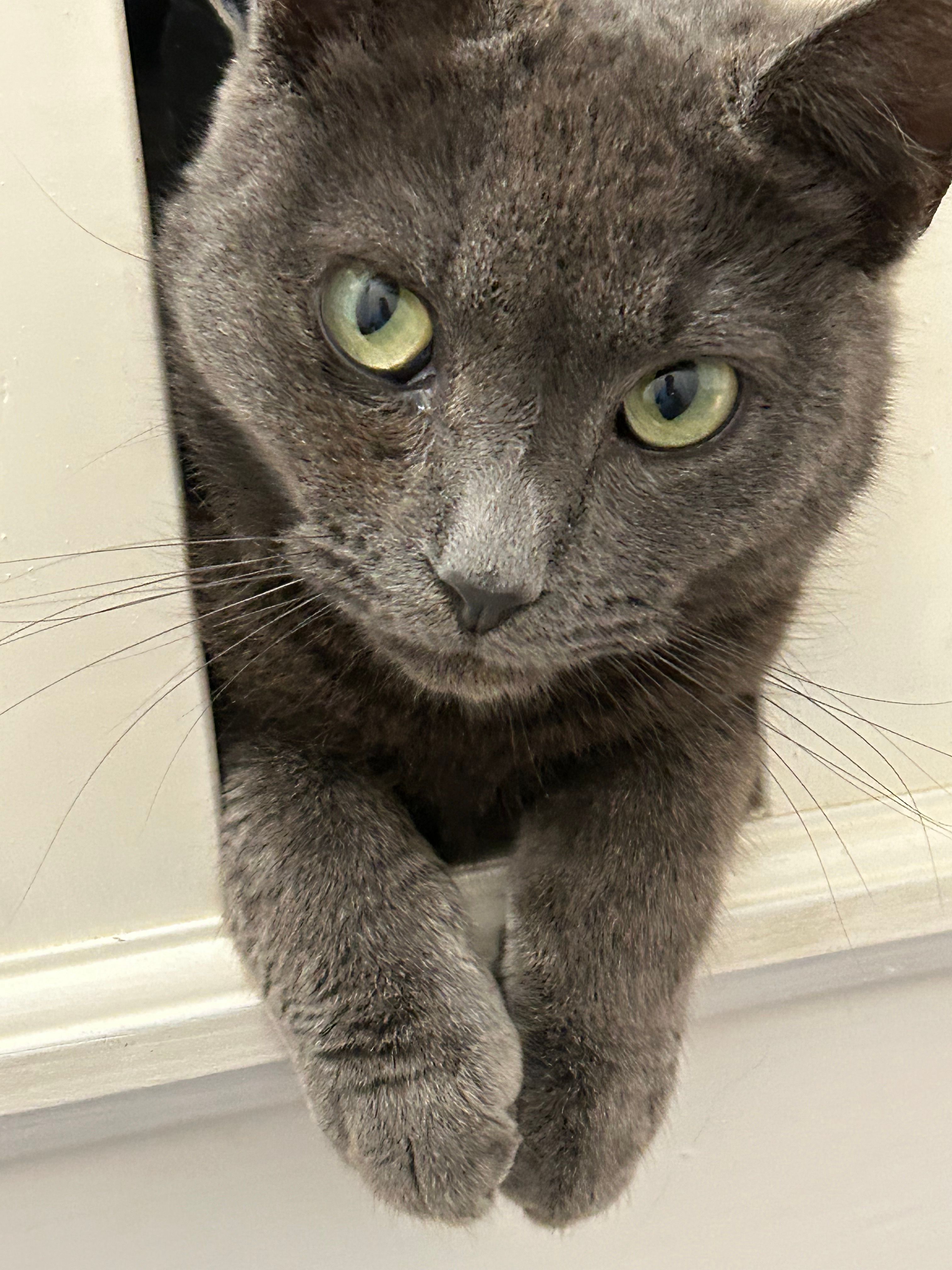 Cheeky  - Southland Drive, Lincoln