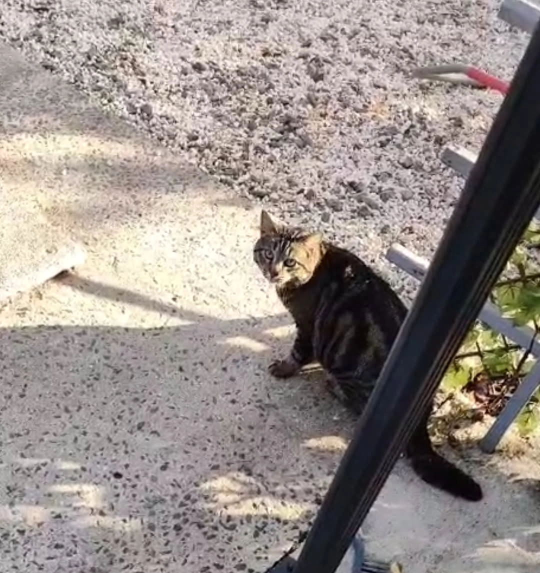 Tigrou - Chemin de la Vallée d'Arty, Niort