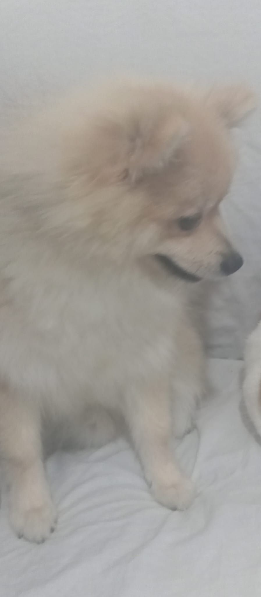 Lobito  - Camino De La Ponderosa, Fuengirola