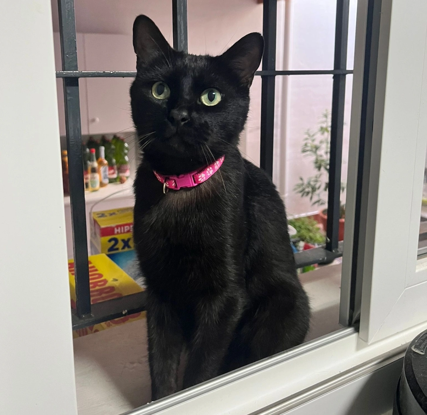 Osiris - Calle Alberto Peláez Domínguez, 29140, Málaga