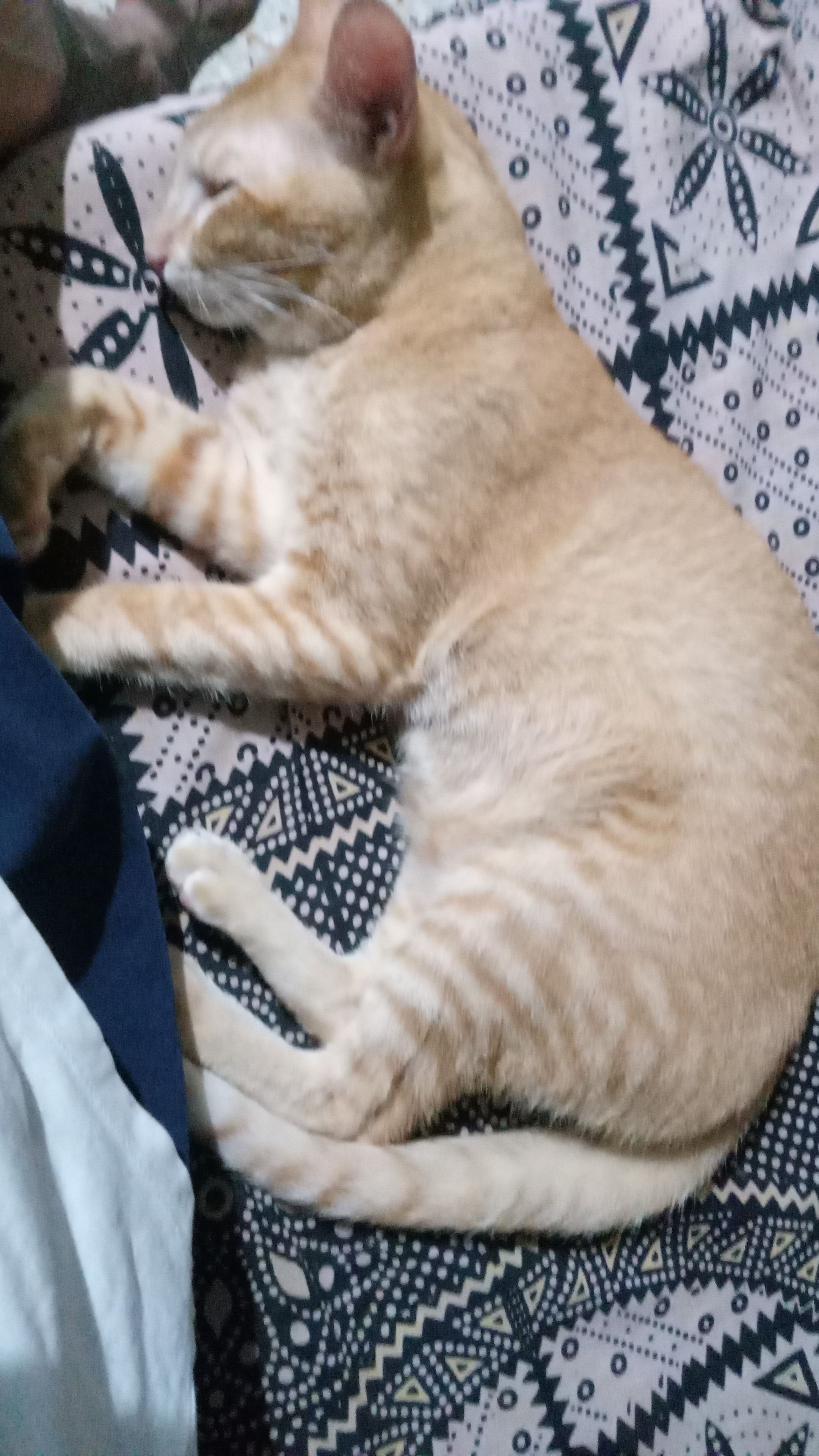 Pepe - Banku Bihari Chatterjee Road, Kolkata