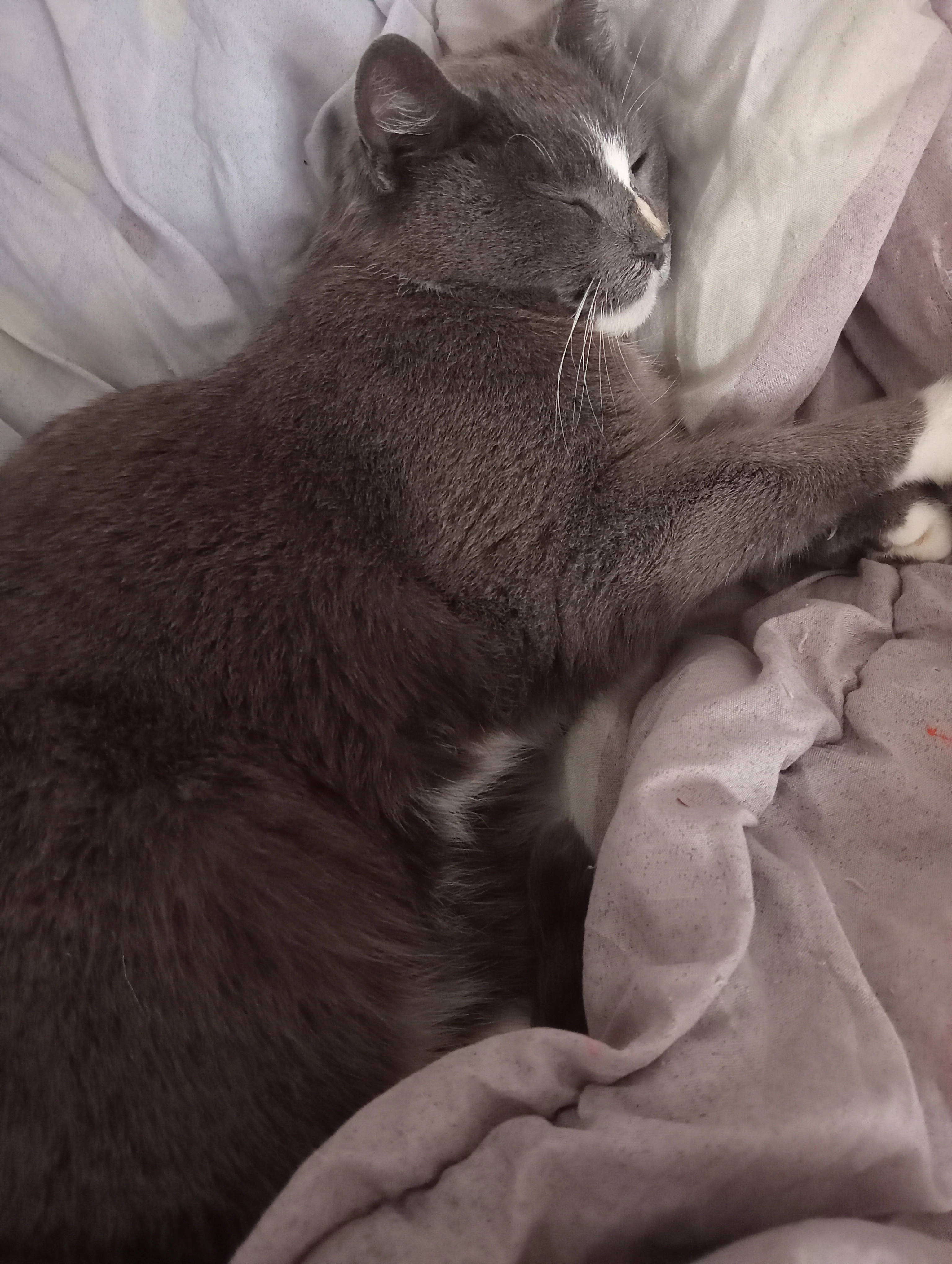 Paty - 1B Rue Lamartine, Port-Vendres