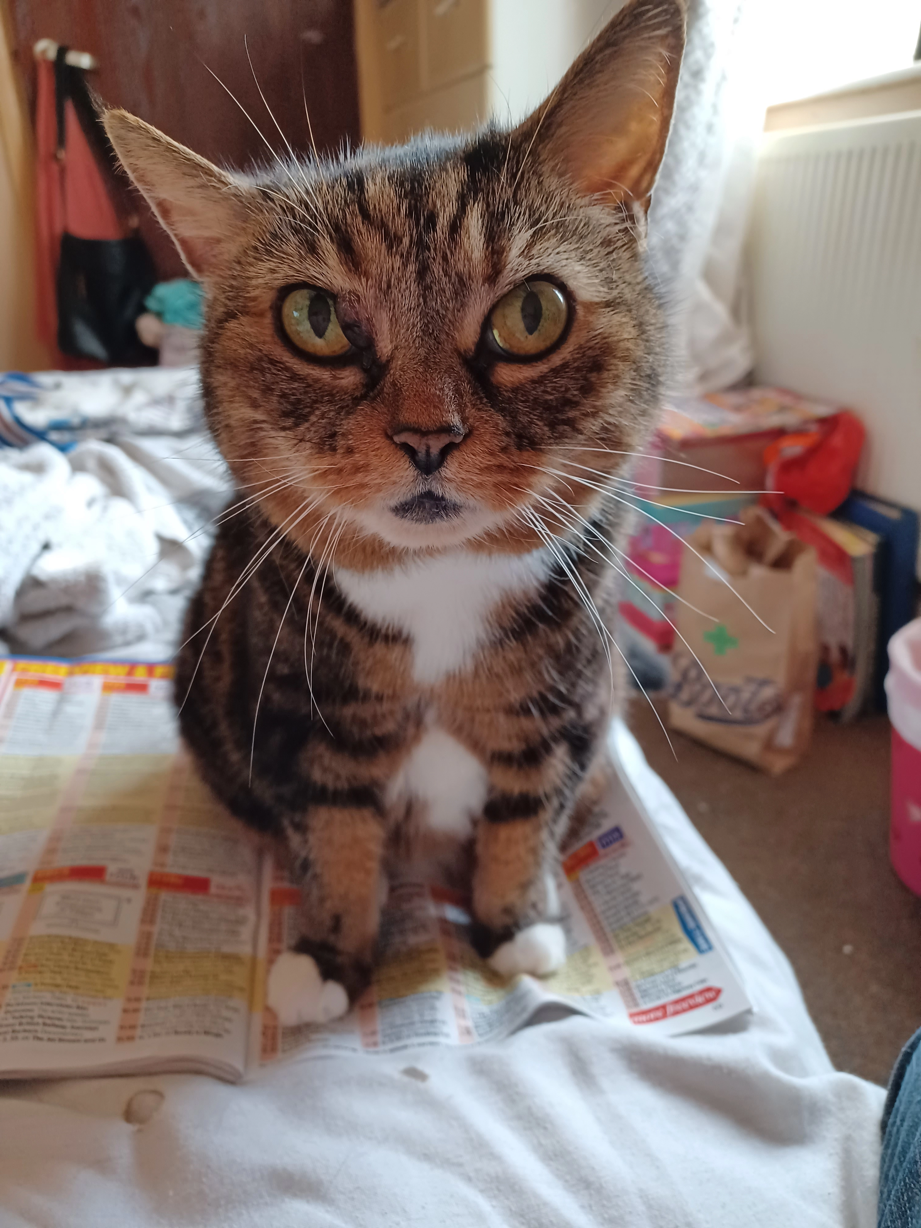 Honey - Avenue Ashton Under Lyne, Chaumont