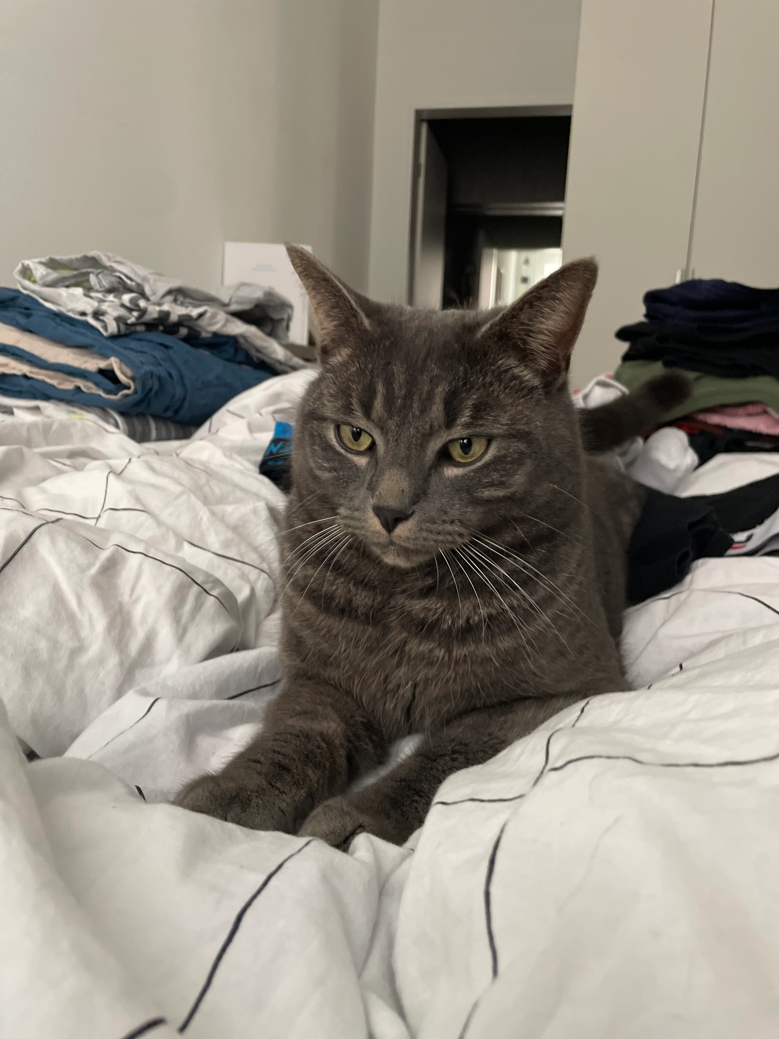 Nilo - Ebenaustrasse, Horw