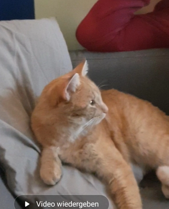 Flash - Elbling 2, Feldkirchen in Kärnten