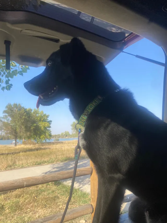 Loki  - 1255 Newland St, Lakewood