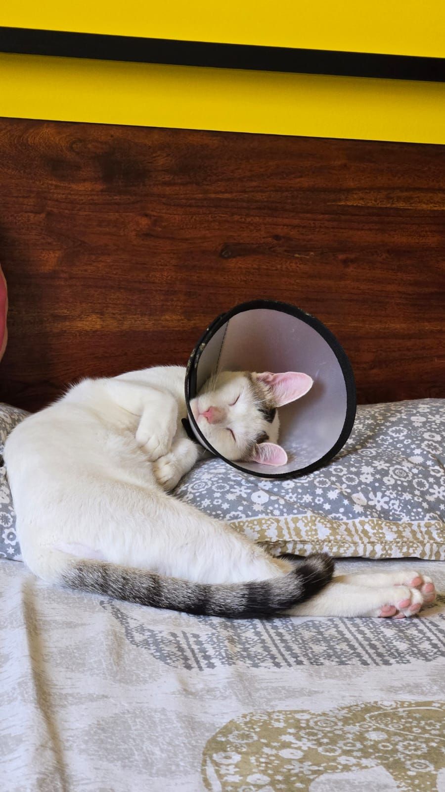 Stella - Shantipura Main Road, Anekal