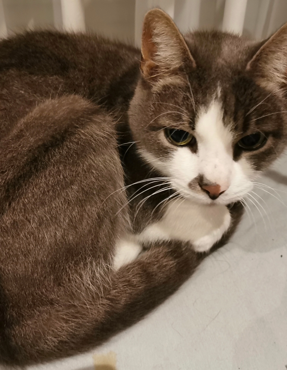 Luke  - Friesenstraße, Marbach am Neckar