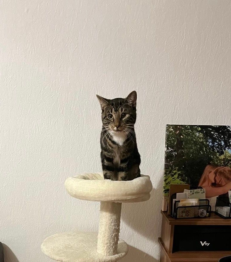 Bonez - Schevemoorer Landstraße, Bremen