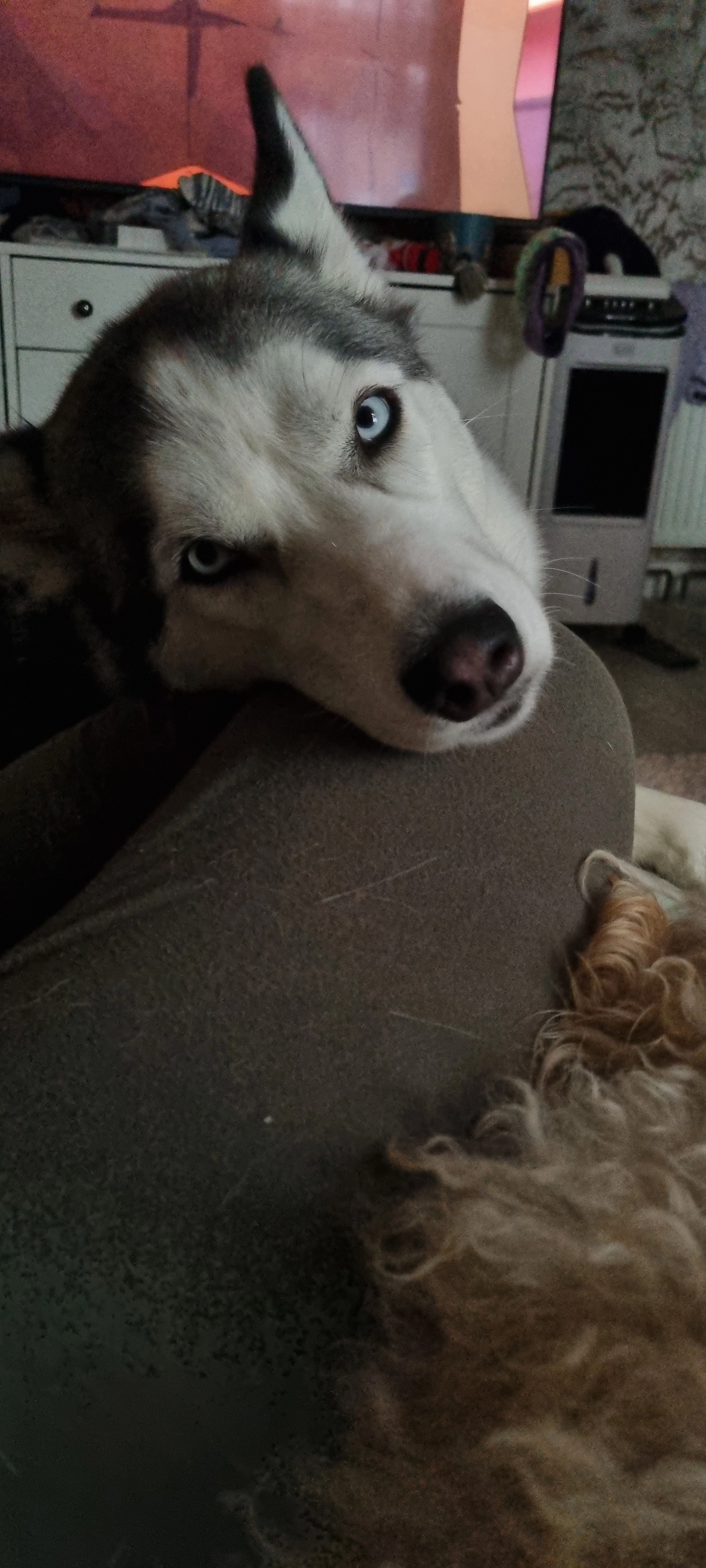 Luna - Gannet Lane, Wellingborough