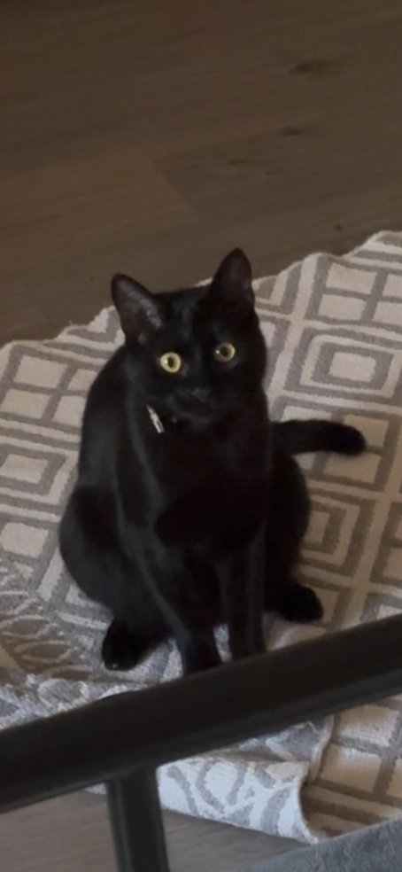 Blacky - Rue de la Moselle, Ars-sur-Moselle