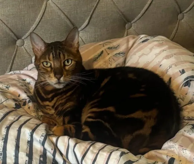 Simba - Villas Road SE18 7PP, London