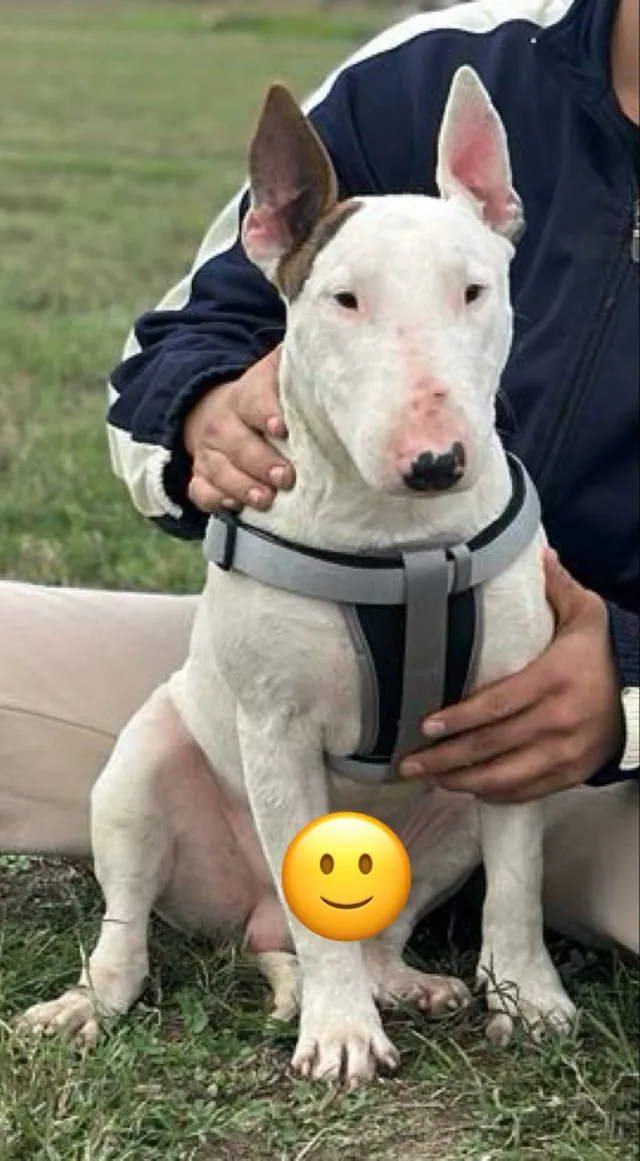 zeus - Yucca Street, San Antonio