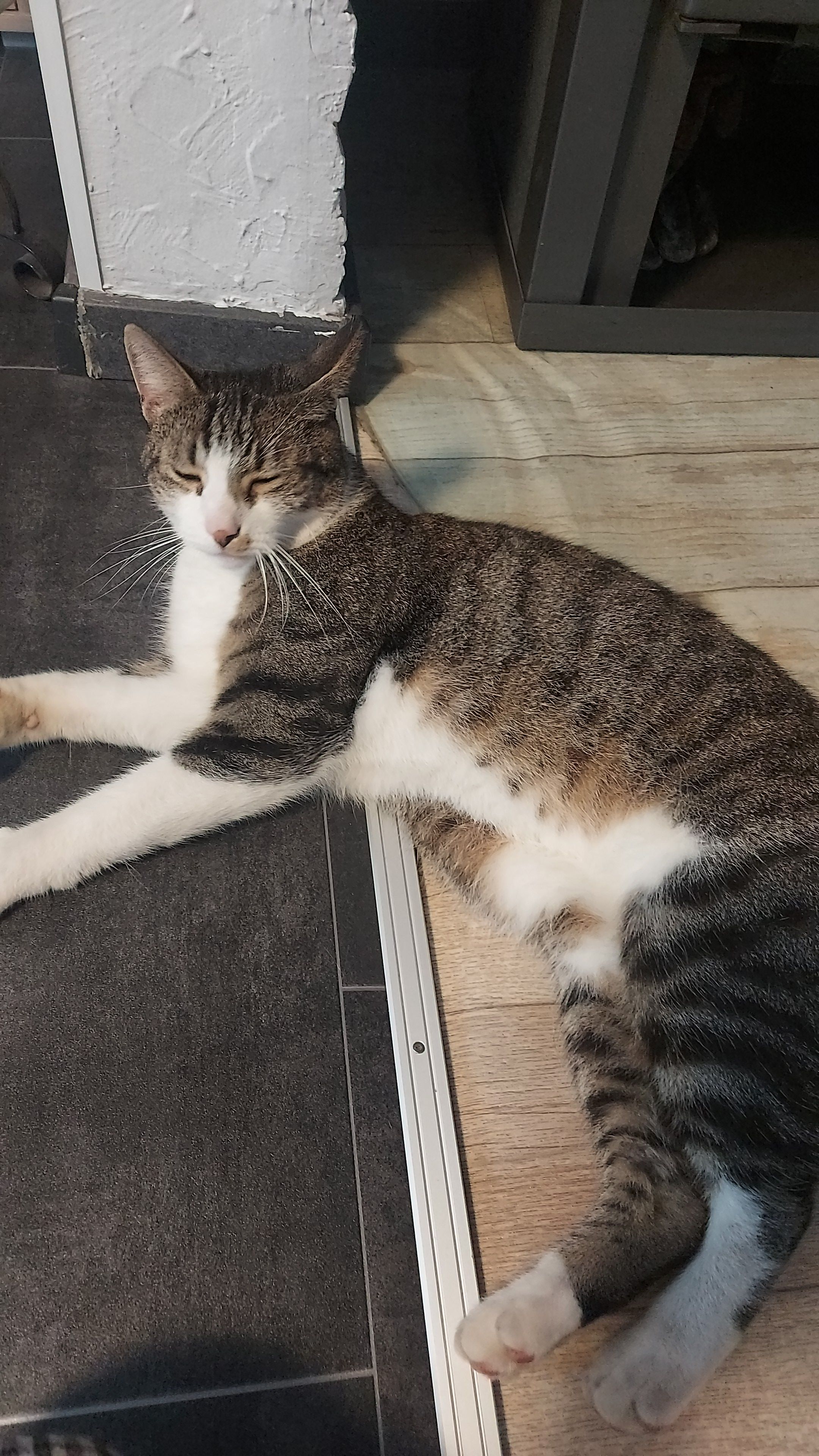 Gelator - Kölner Straße, Nordhorn