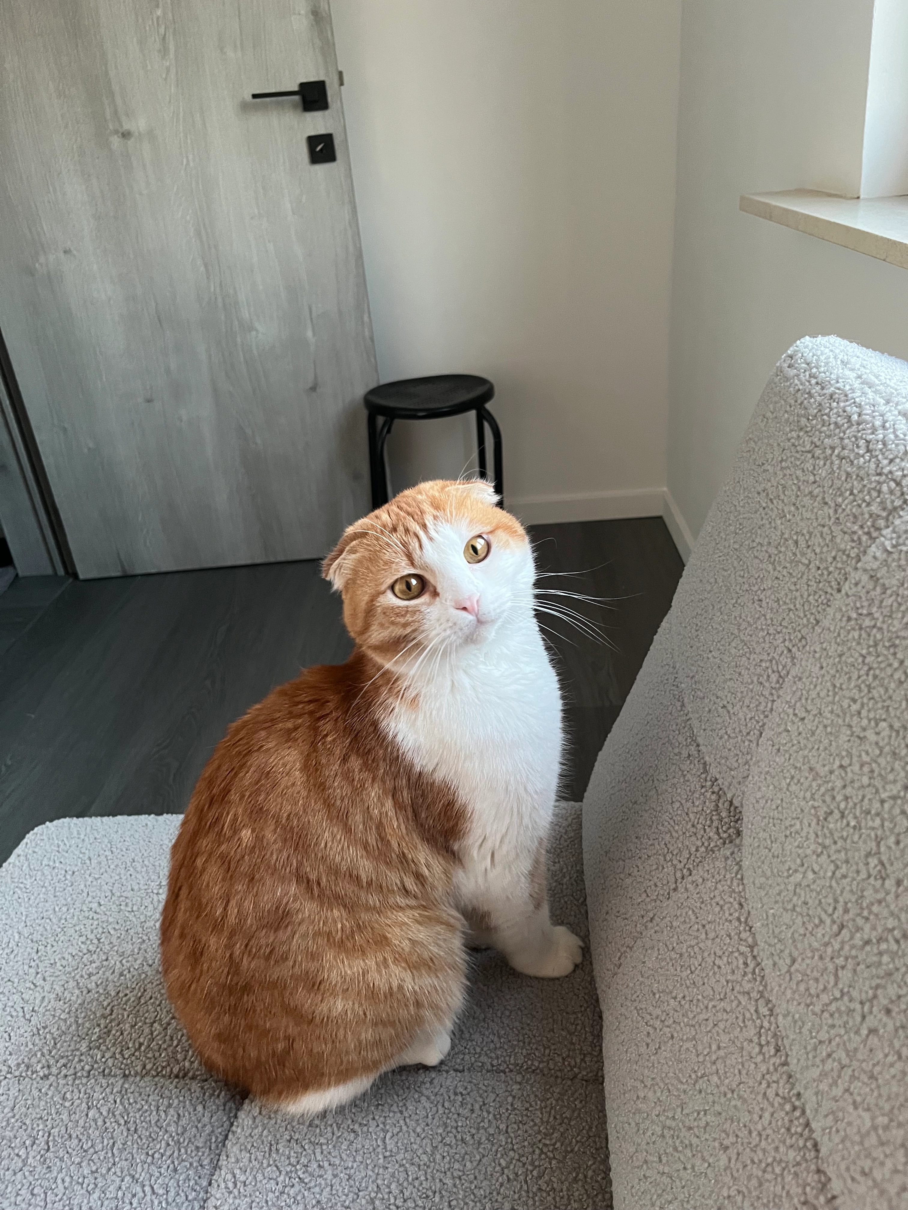 Peter - Elzeelsesteenweg 518, Ronse