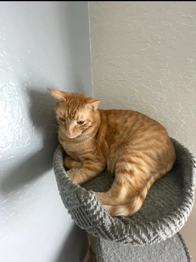 Simba - Calico Pl, Chino