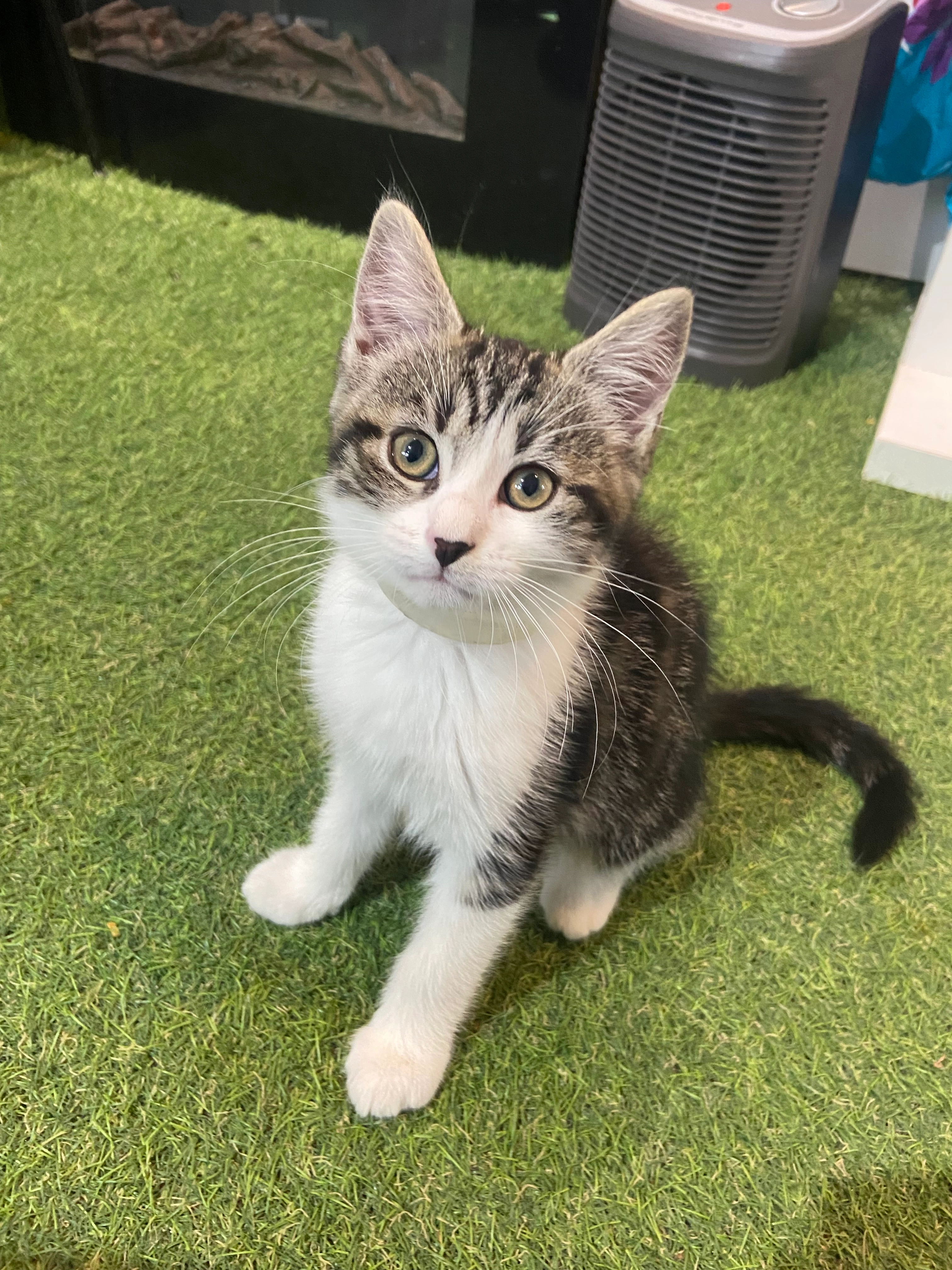 Cookie - Grande Rue, Saint-Illiers-la-Ville
