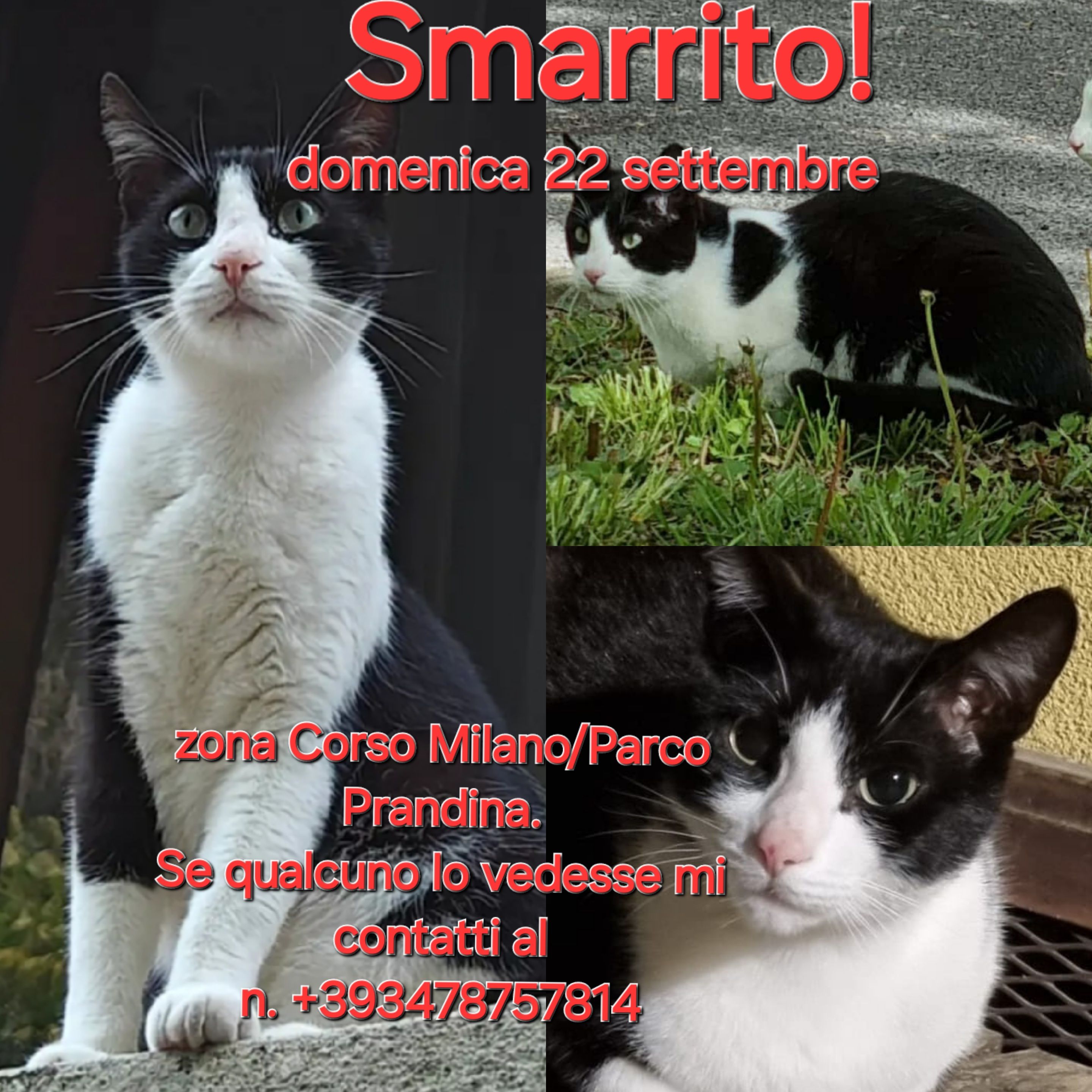 Tommy - Corso Milano, Padua