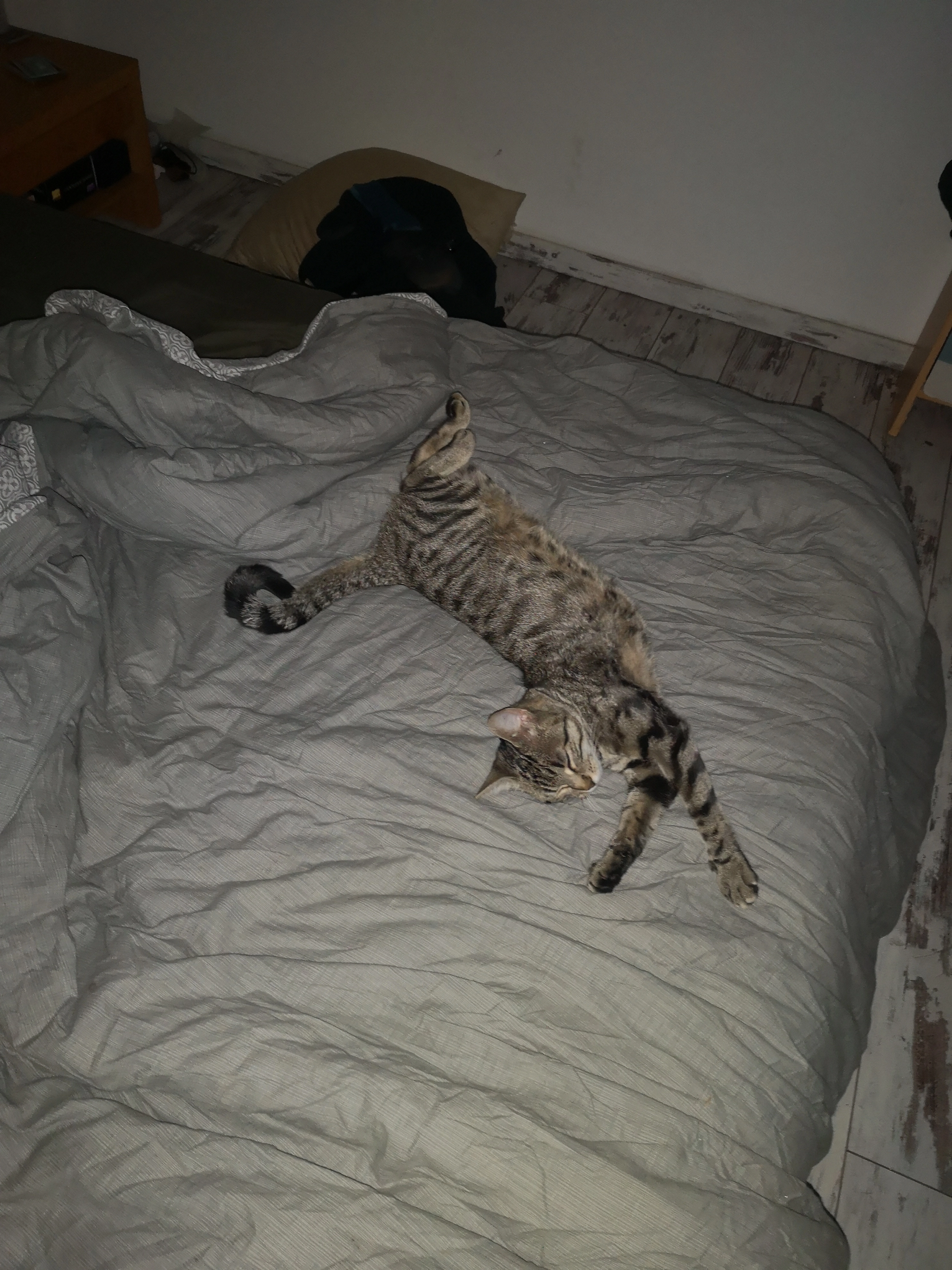 Chat pottée  - 114 La Garoterie, Saint-Philbert-de-Grand-Lieu