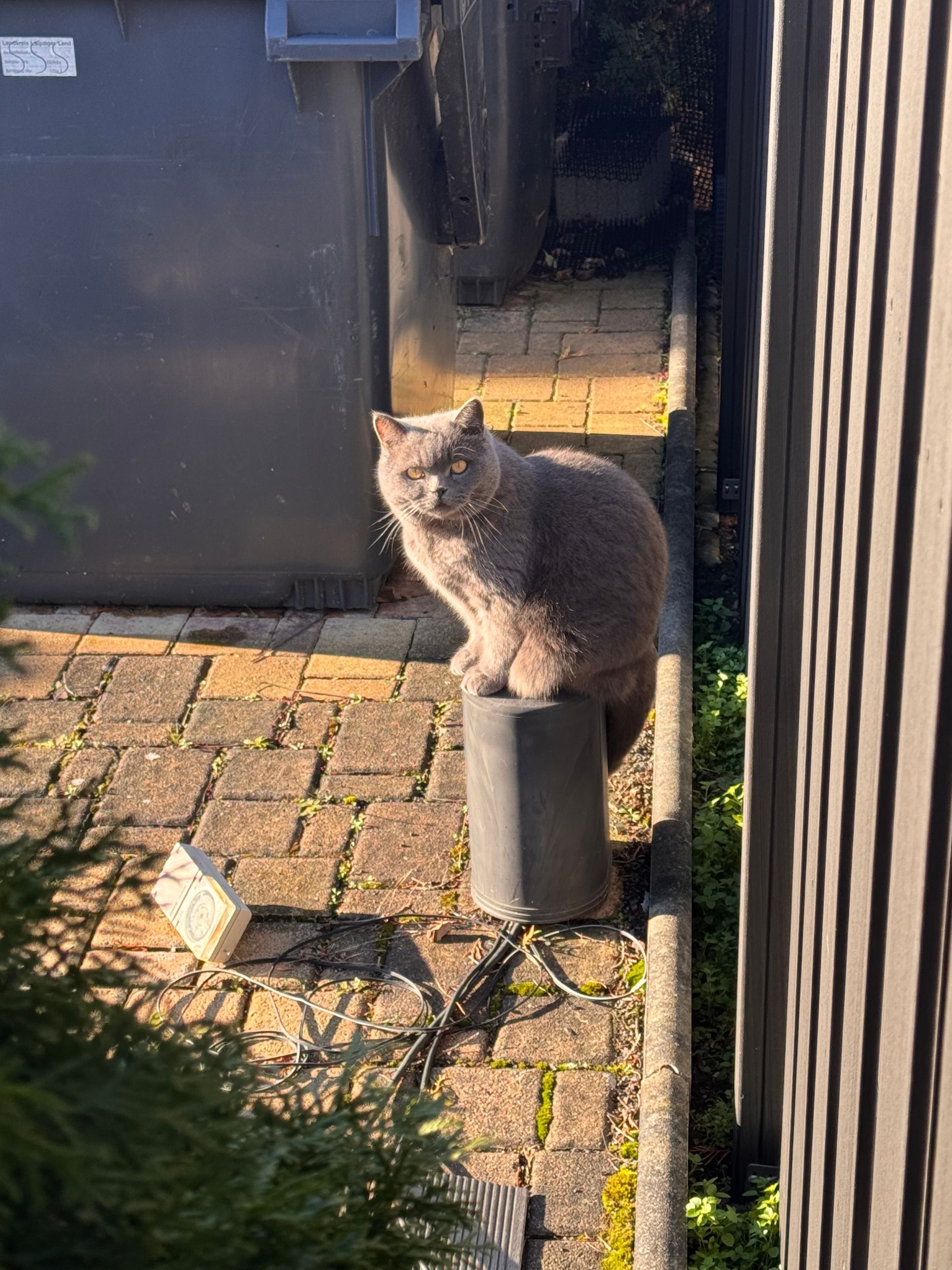 Kat gray - Birkenring, Borna