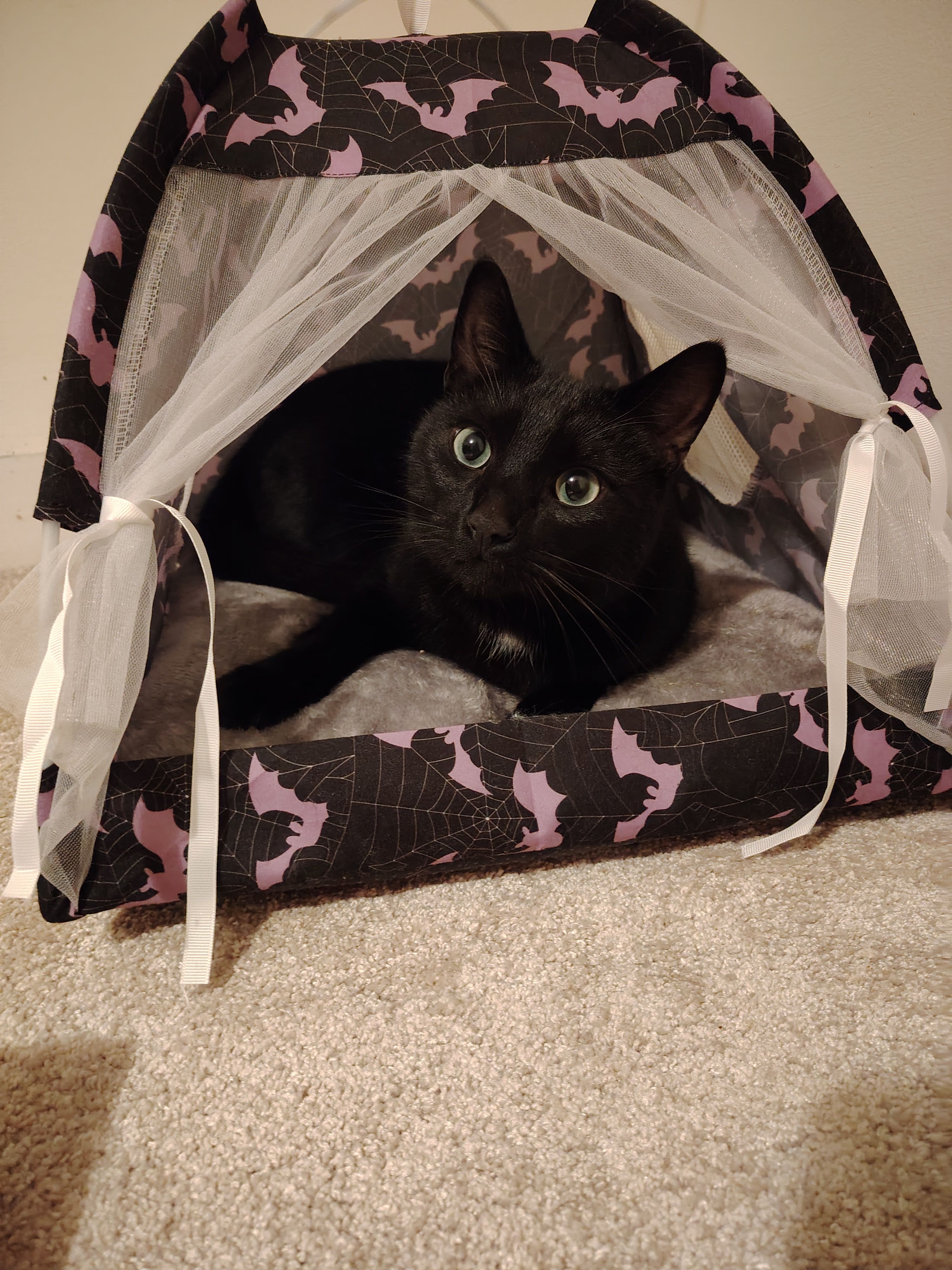 Erebus - Eaglewood, Dun Laoghaire Sallynoggin