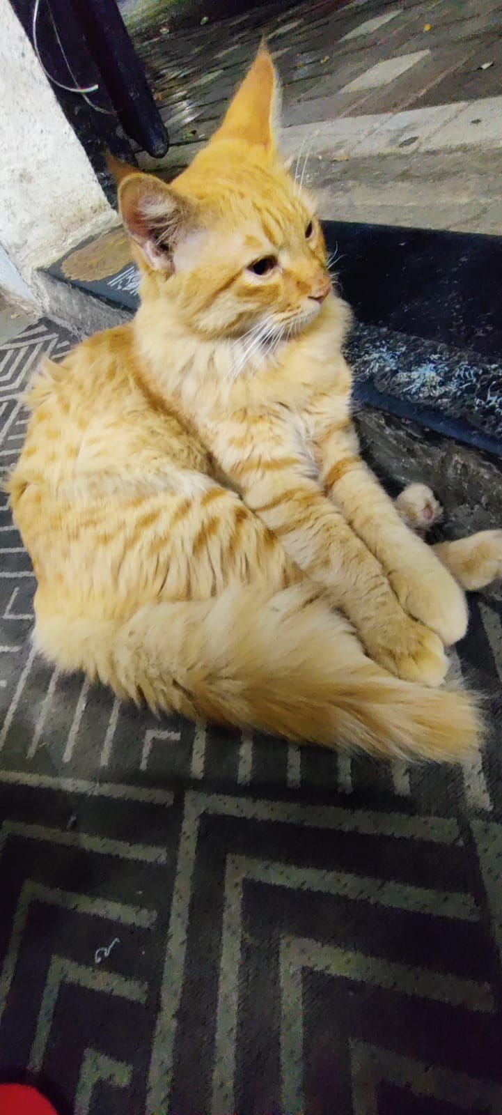 Tiger - Pradhikaran Marg, Pimpri-Chinchwad