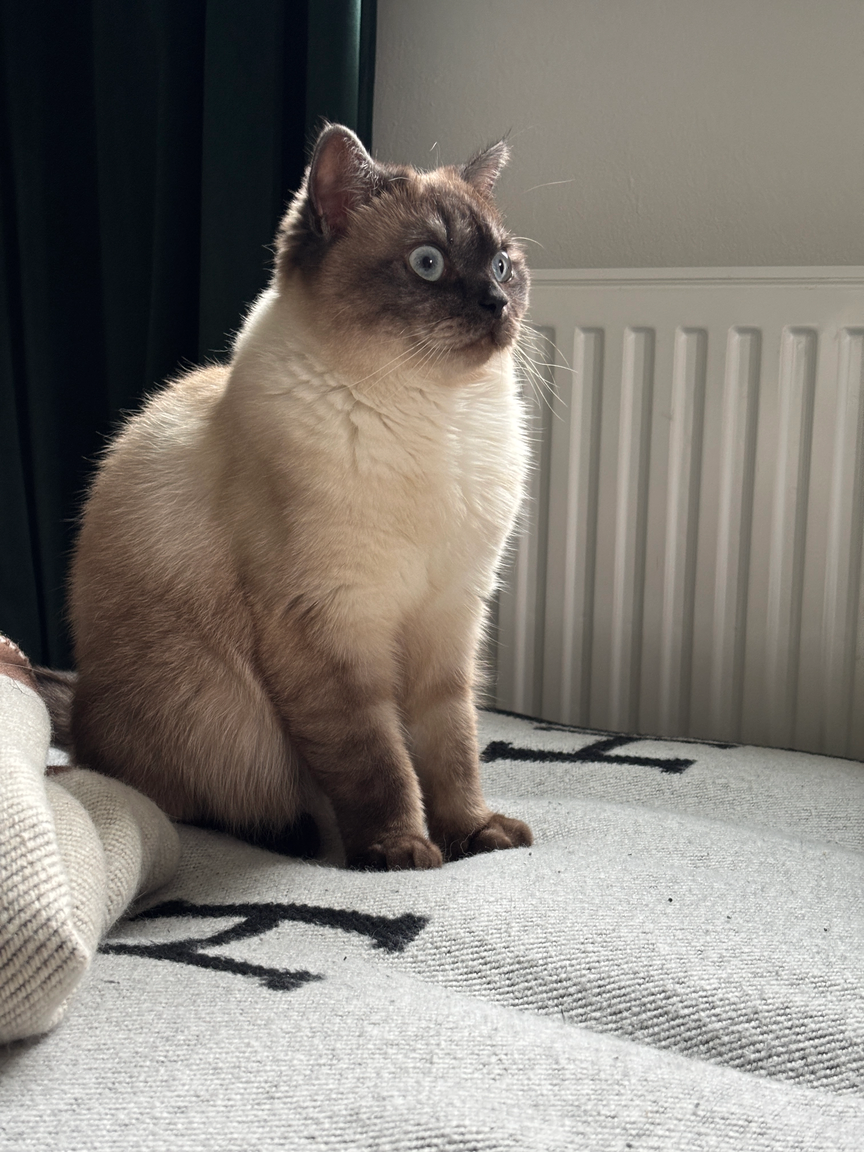 Coco - Krottenbachstraße 143, Wien