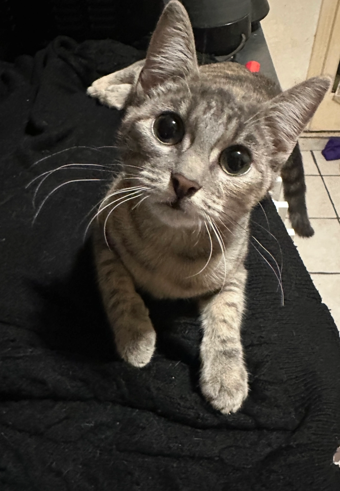 Papouille - 55 Rue de la Tour Chabot, Niort