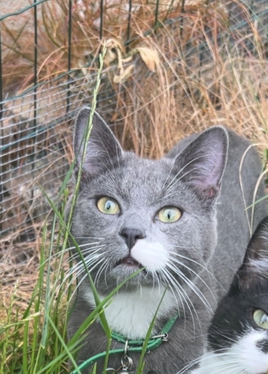 Mistigris répond à mimi aussi  - Rue Joseph Wettinck, Seraing
