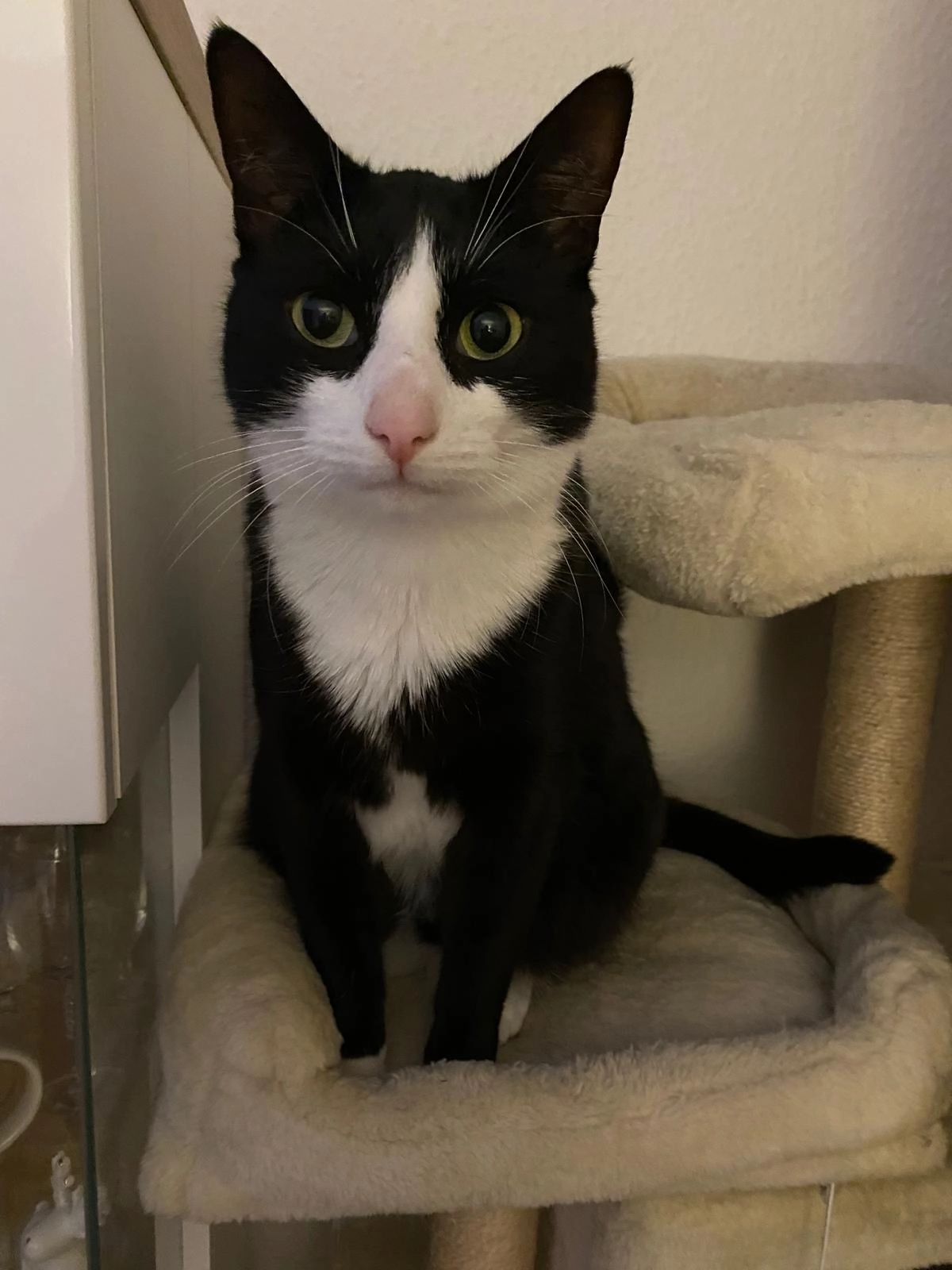 Kalli - Bernhard-Birkhahn-Weg, Greifswald