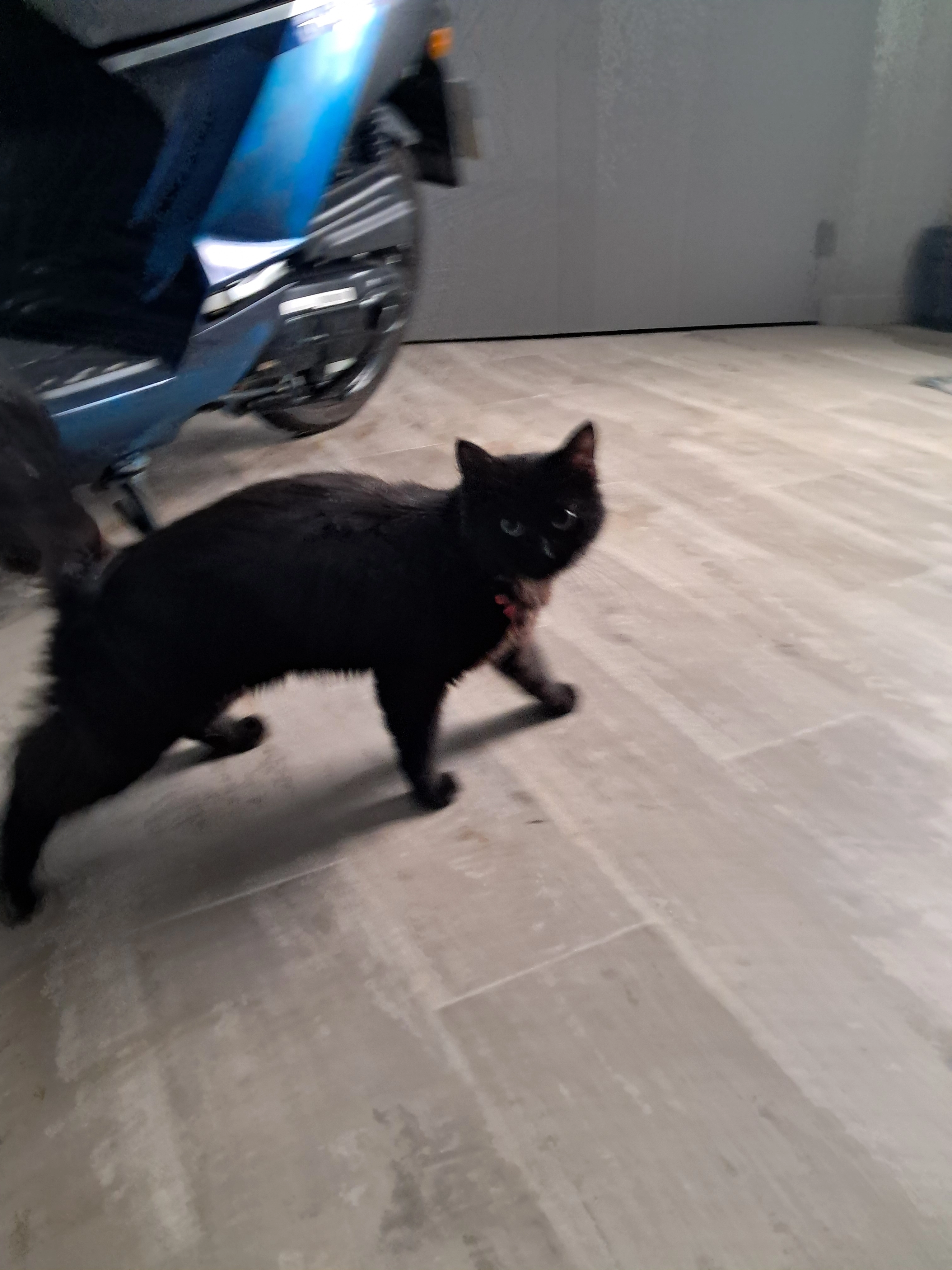 Minettes - 114 Avenue Abbé Jean Alvitre, Brive-la-Gaillarde