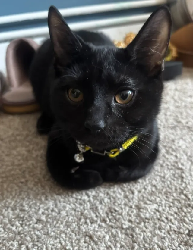 Dinah - Hinkley Close, Harefield 