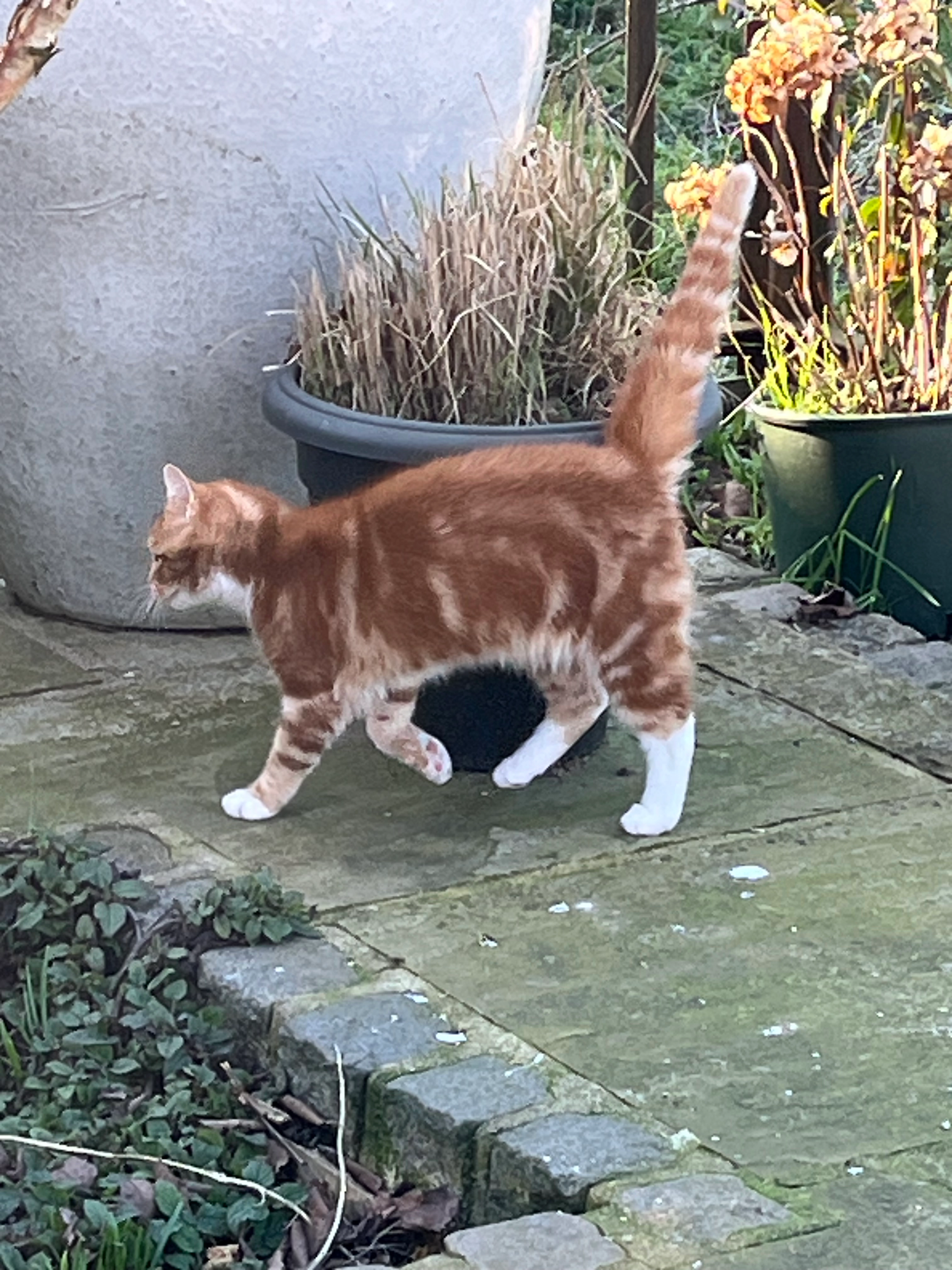 Percy - Main Street, Bourne