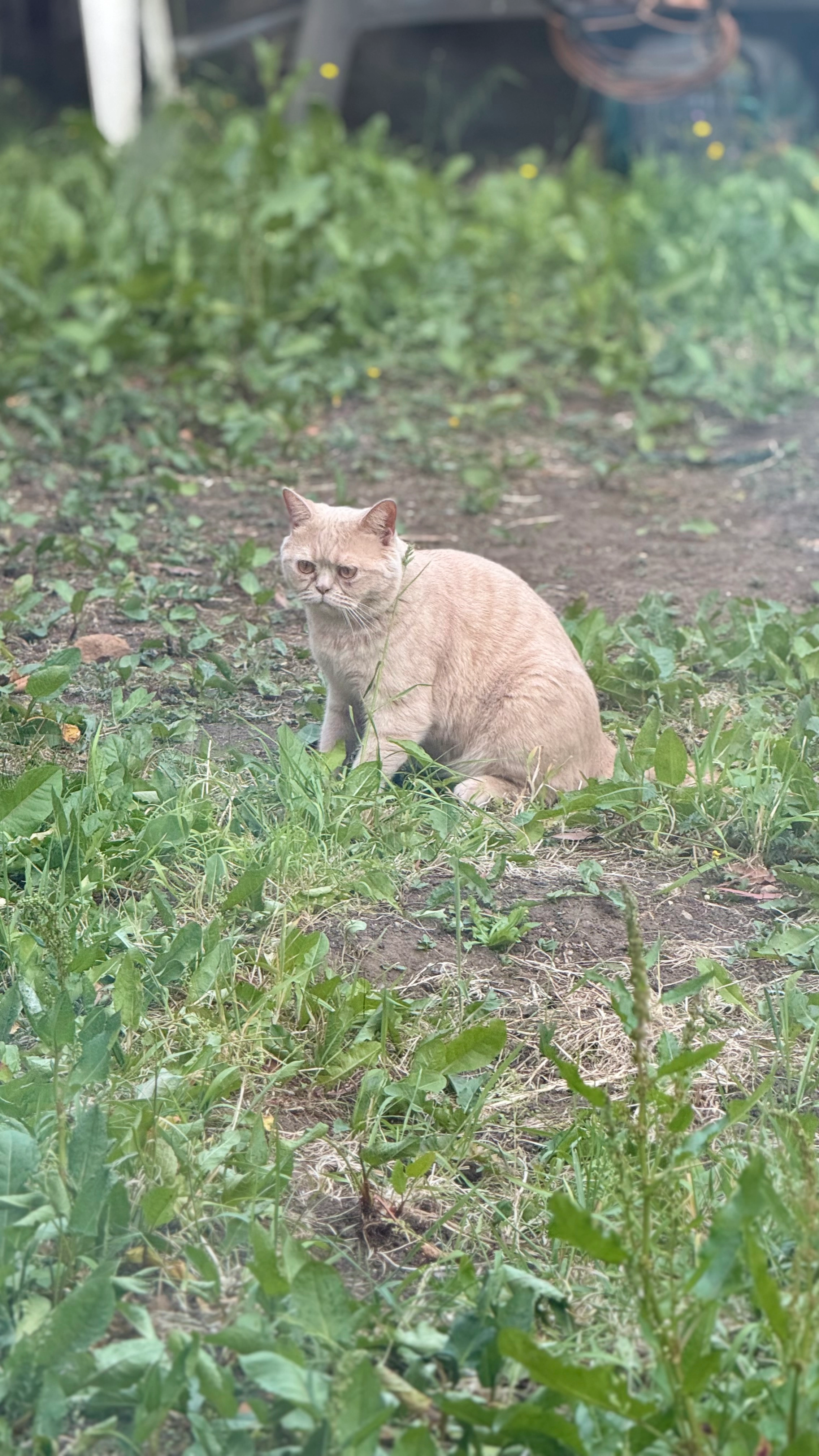 toffee - Glen Street, Sutton-in-Ashfield