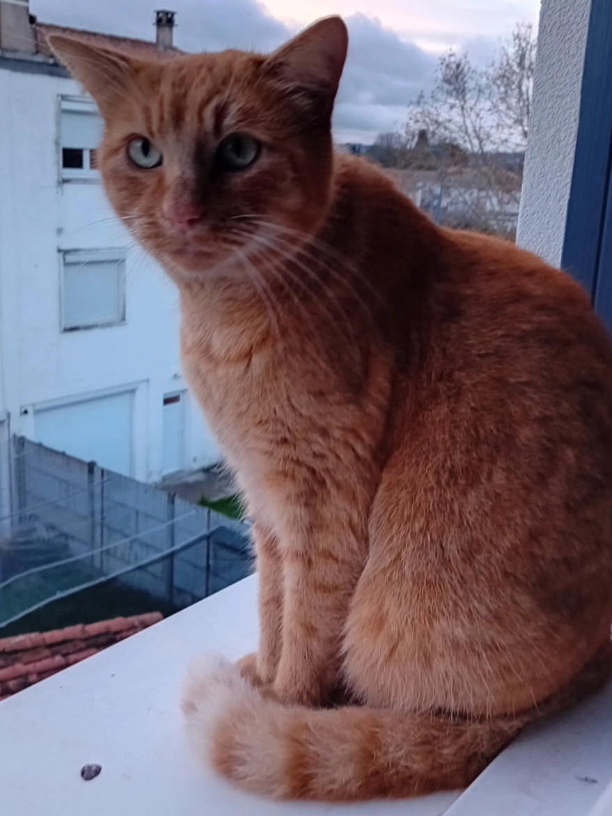 Madiba - 39 Rue Michèle Morgan, Bon-Encontre