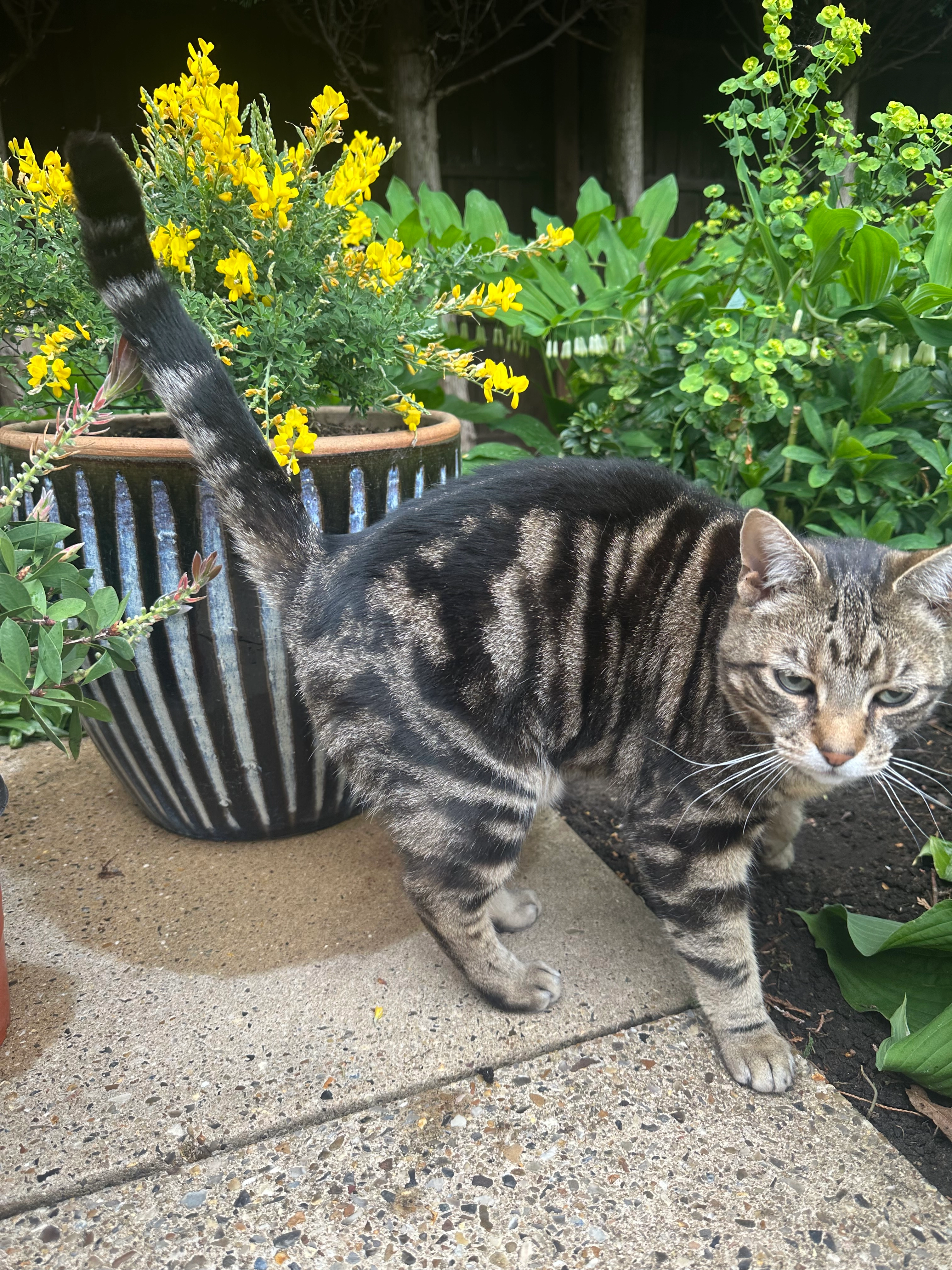 Fluffy - Beech Avenue, King's Lynn