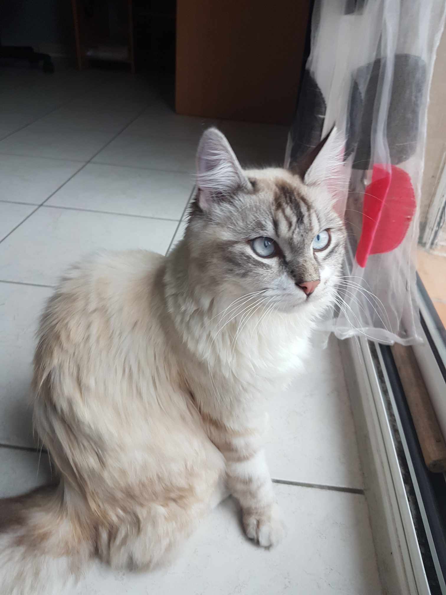 Simba  - Rue des Malpas, Jonquières