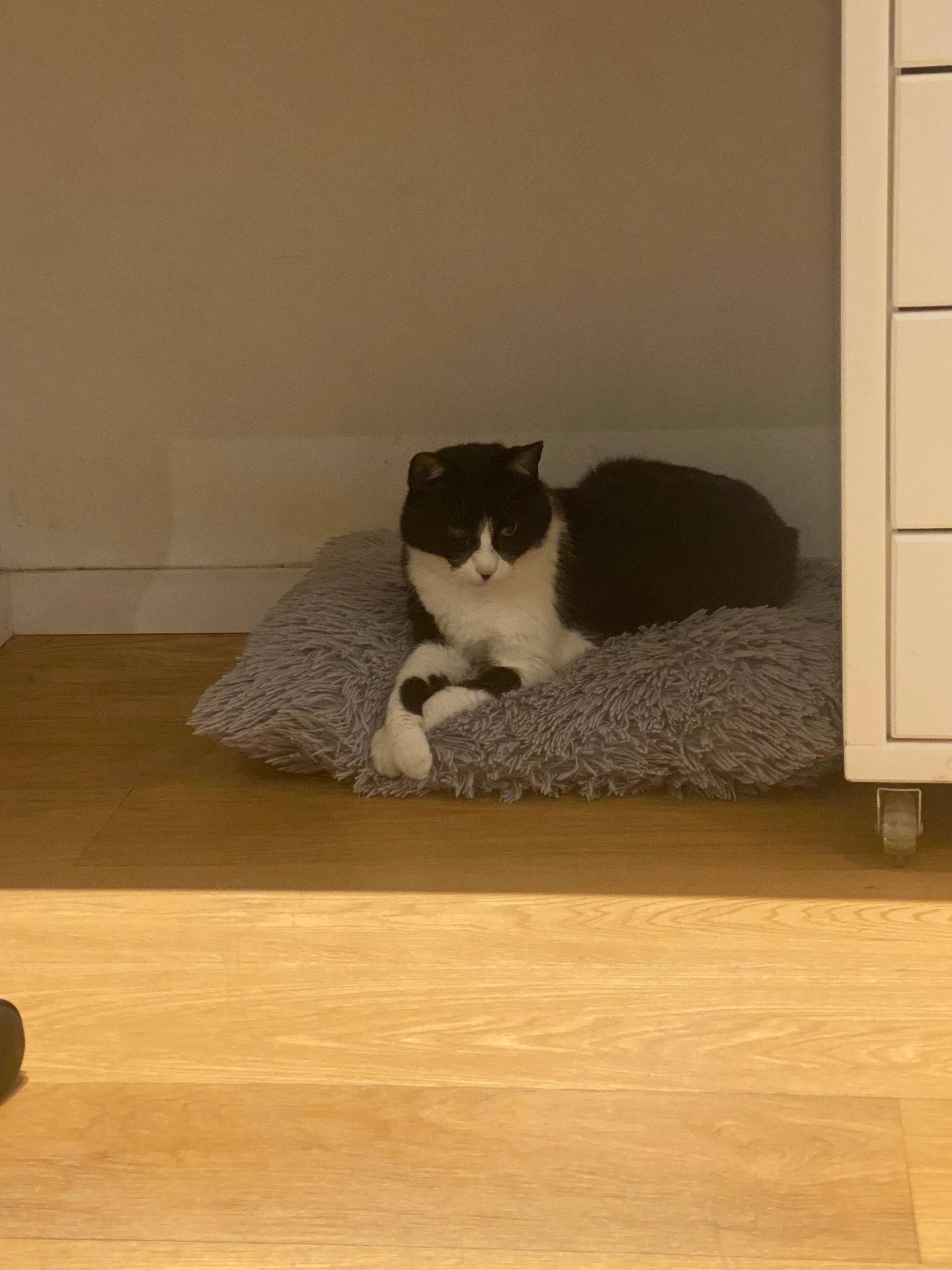 Boulou - Rehov Tel Hay 34, Raanana