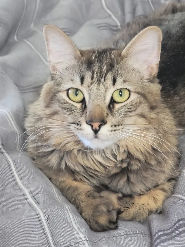 Rocky - 7211 S Colorado Ct, Centennial