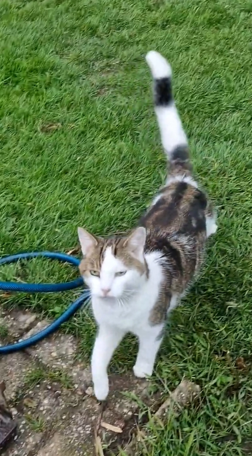 Chico - Dorperdijk, Holten