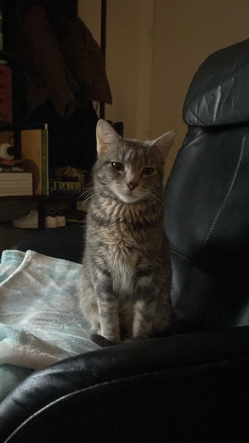 Sunny - 13 Avenue Firmin Marbeau, Brive-la-Gaillarde