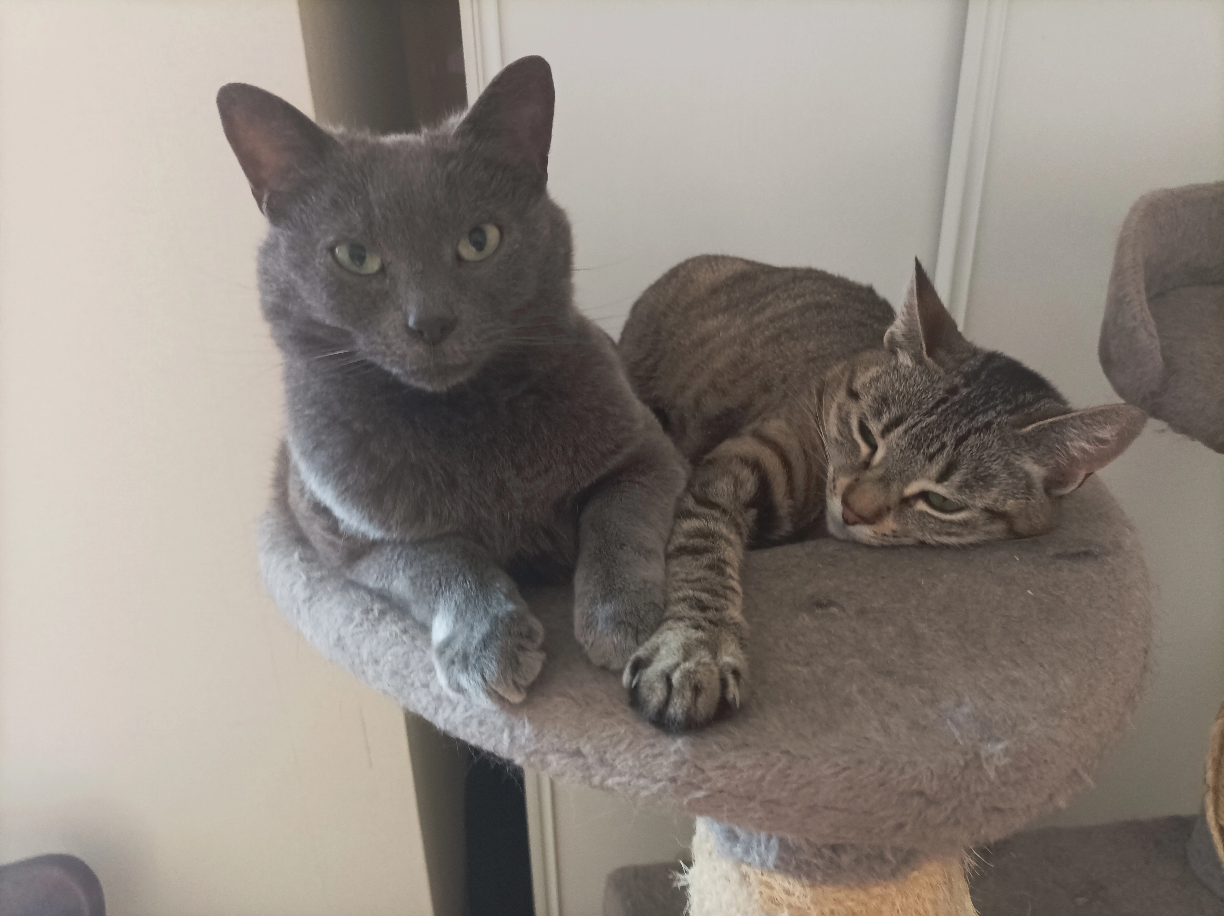 Oslo  - 24 Rue des Tombettes, Évreux