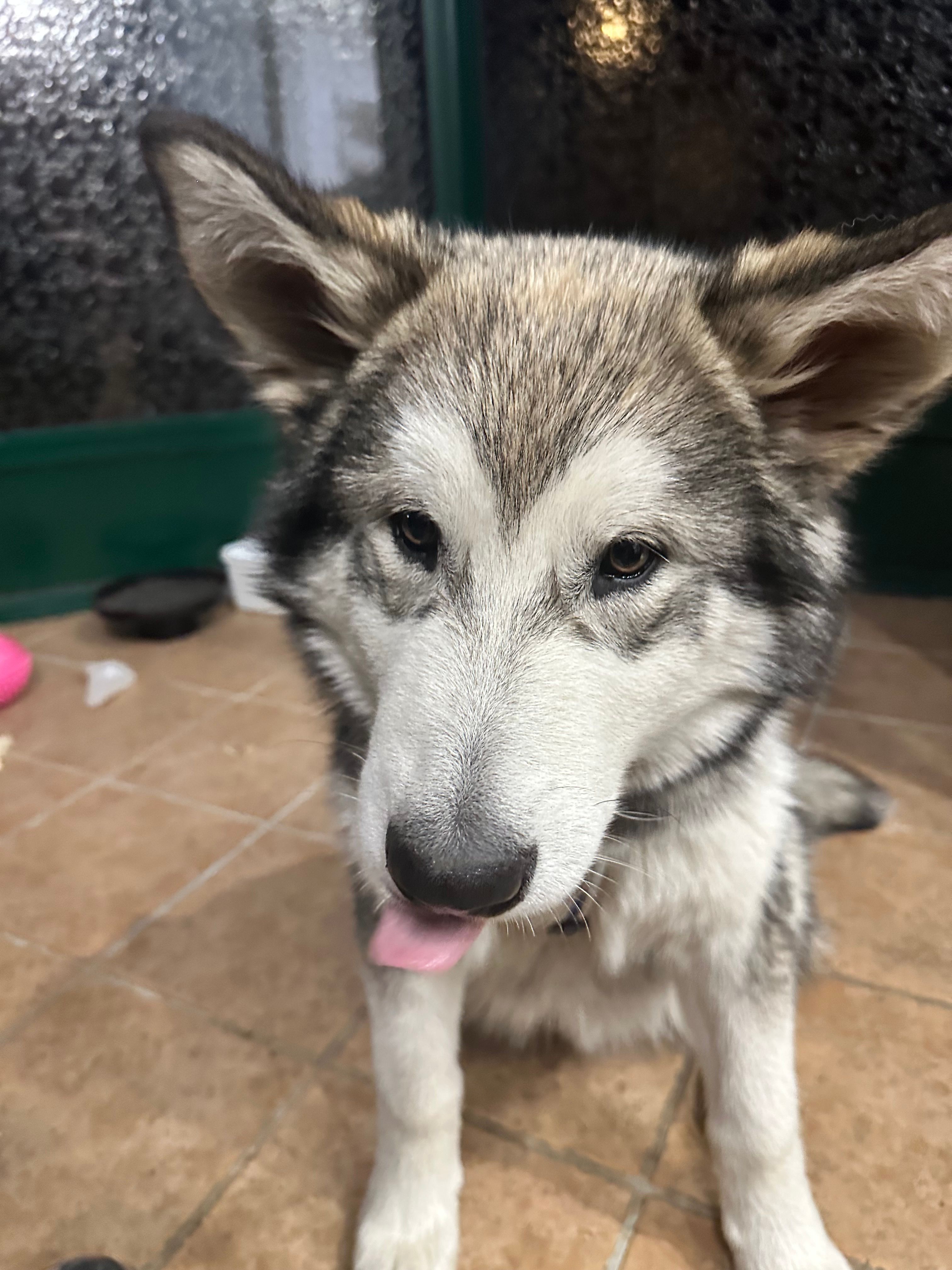 Wangzai  - Avenue Du 8 Mai, La Sentinelle