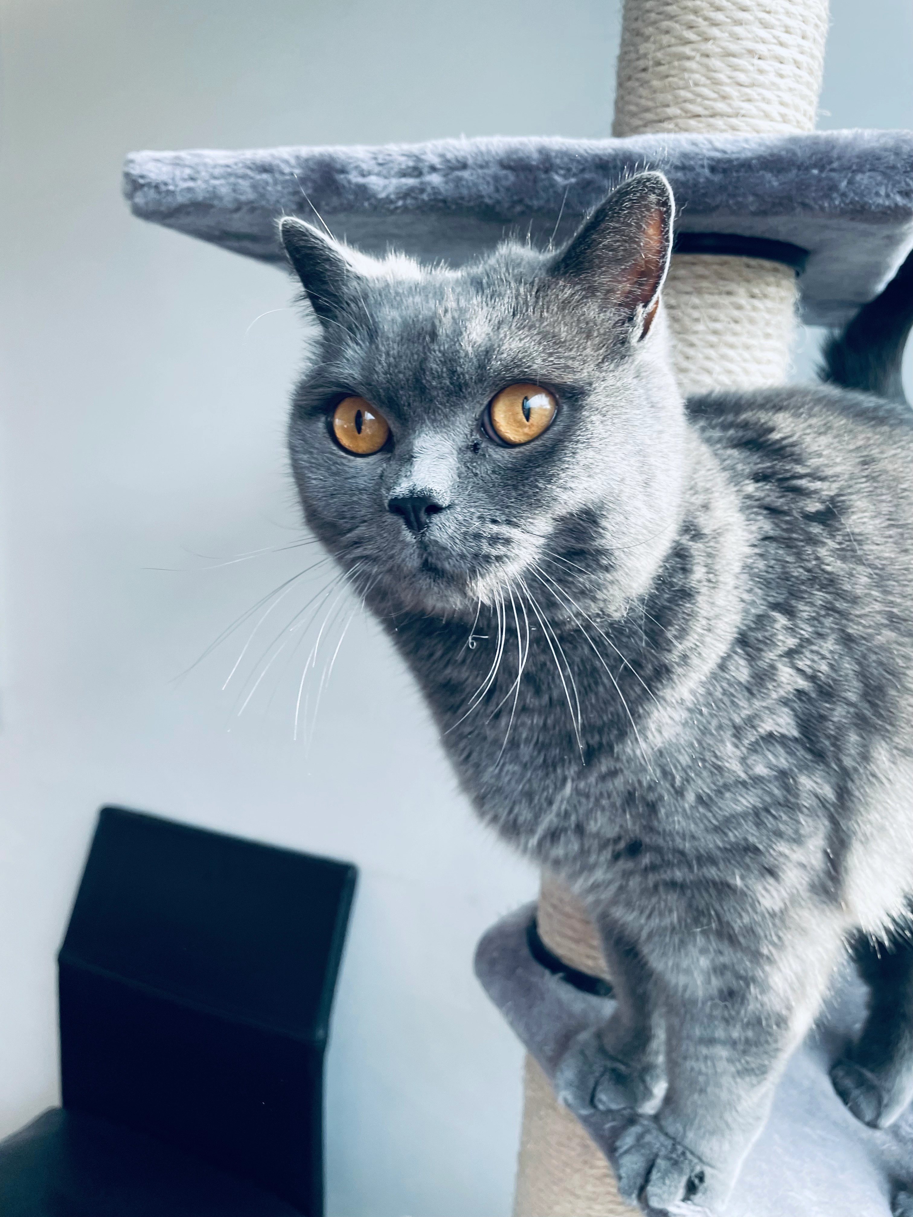 Choupetti  - 9 Chemin des Pradons, Peymeinade