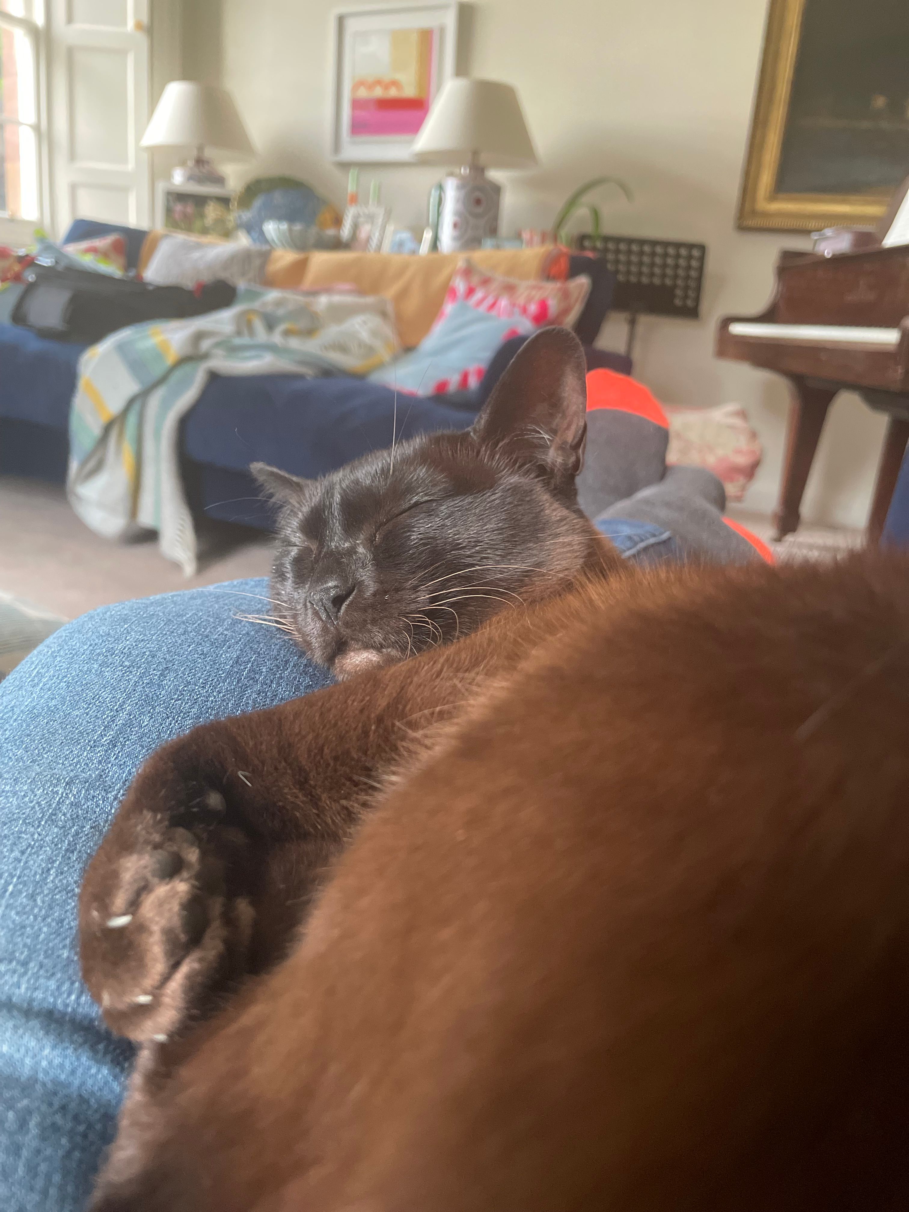 Nainsie - Newlands Cottage, Haddington