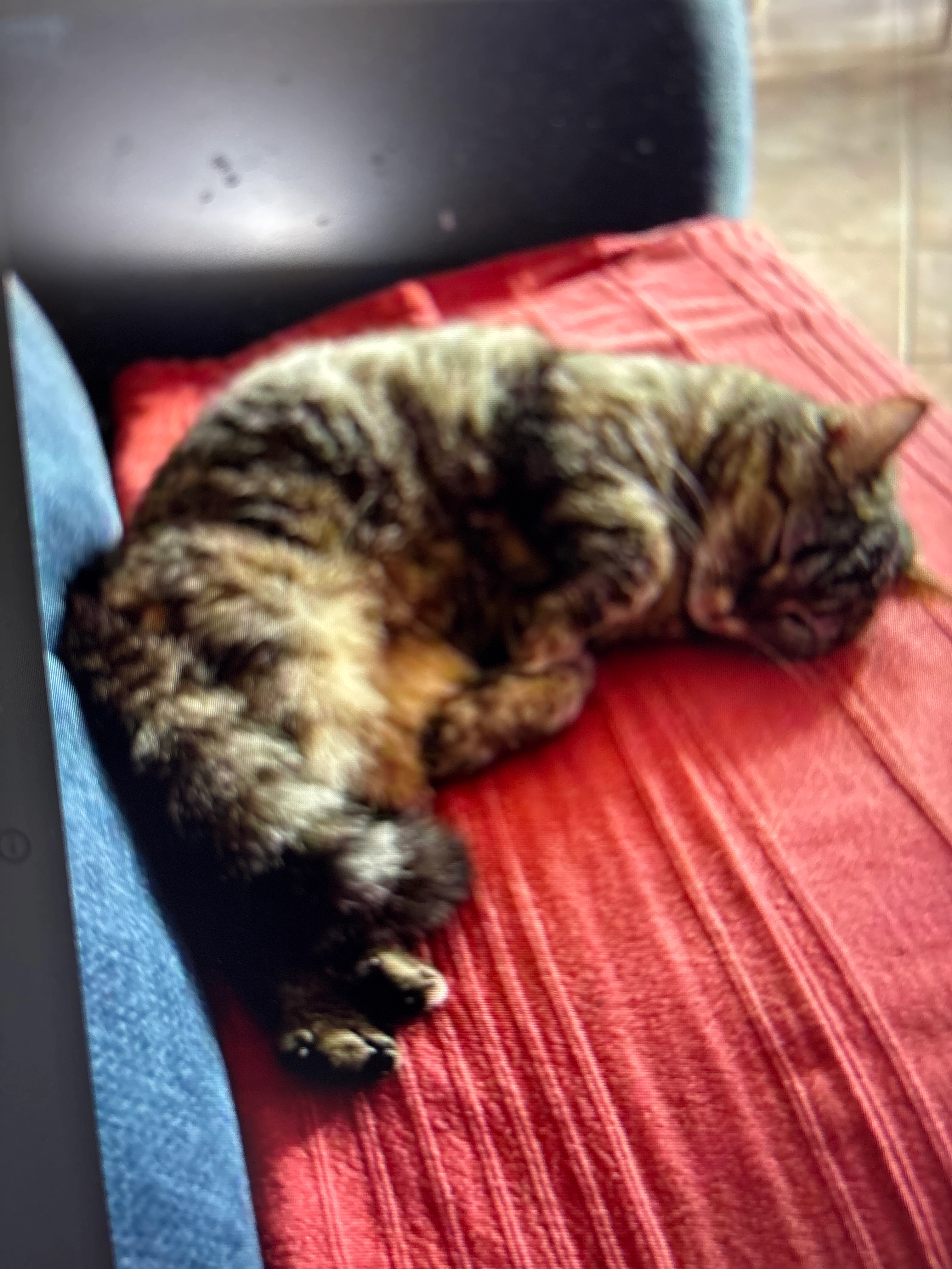 Pelote - Rue Chicoutimi, Angoulême