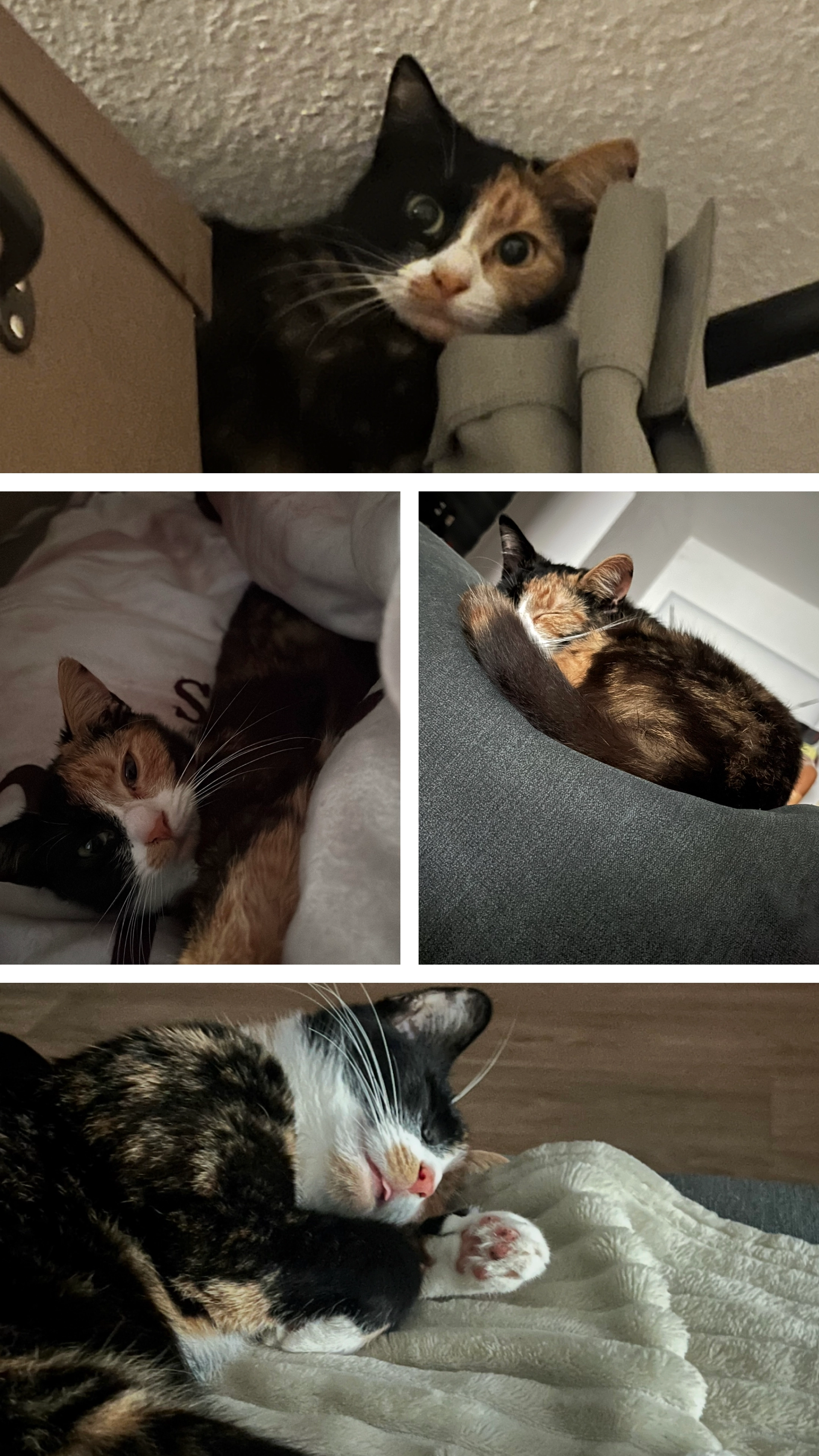 Elli  - An der Lockwitz 30, Glashütte