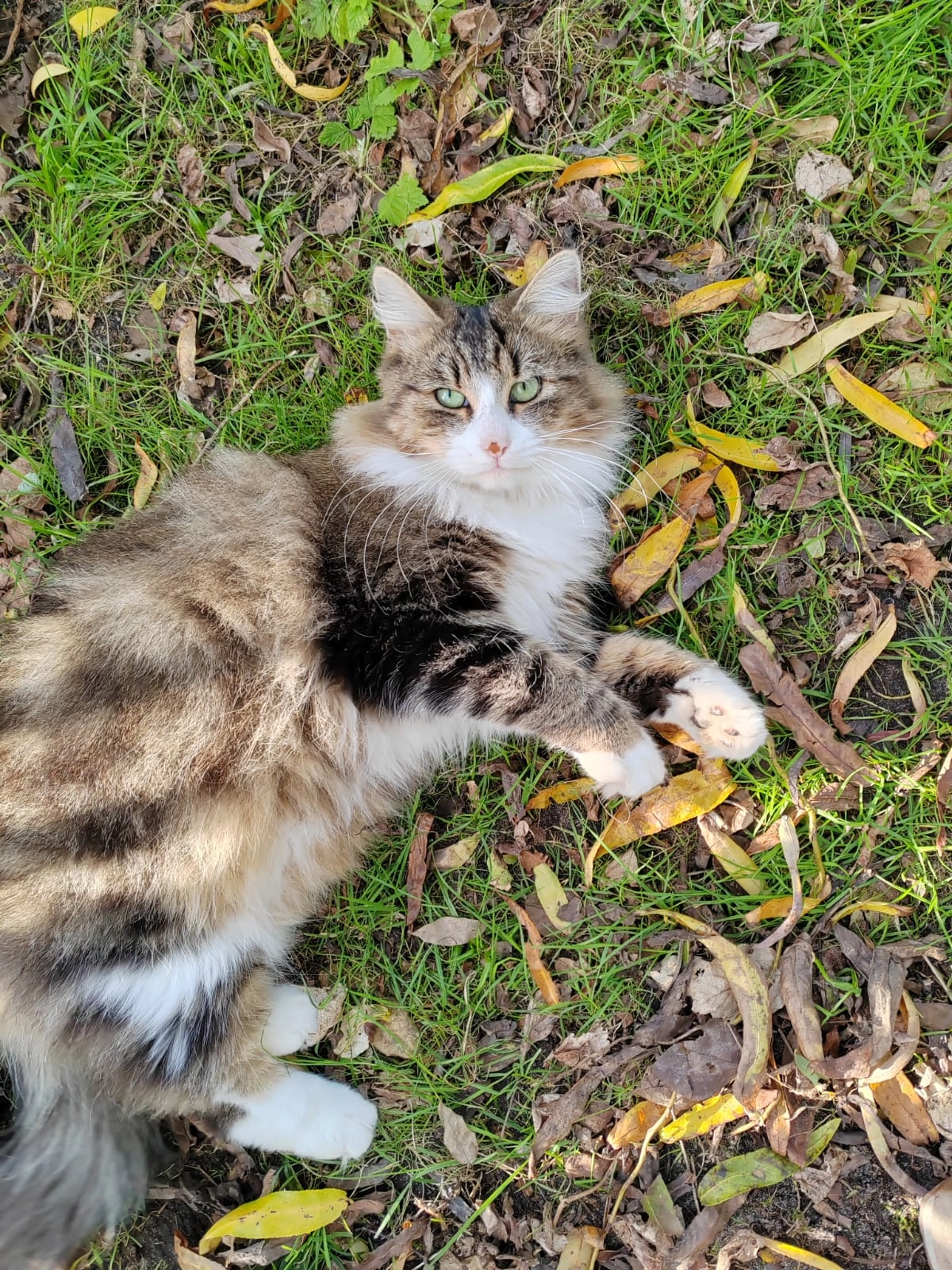 Jamón  - Calle de la Fuente, Alquézar