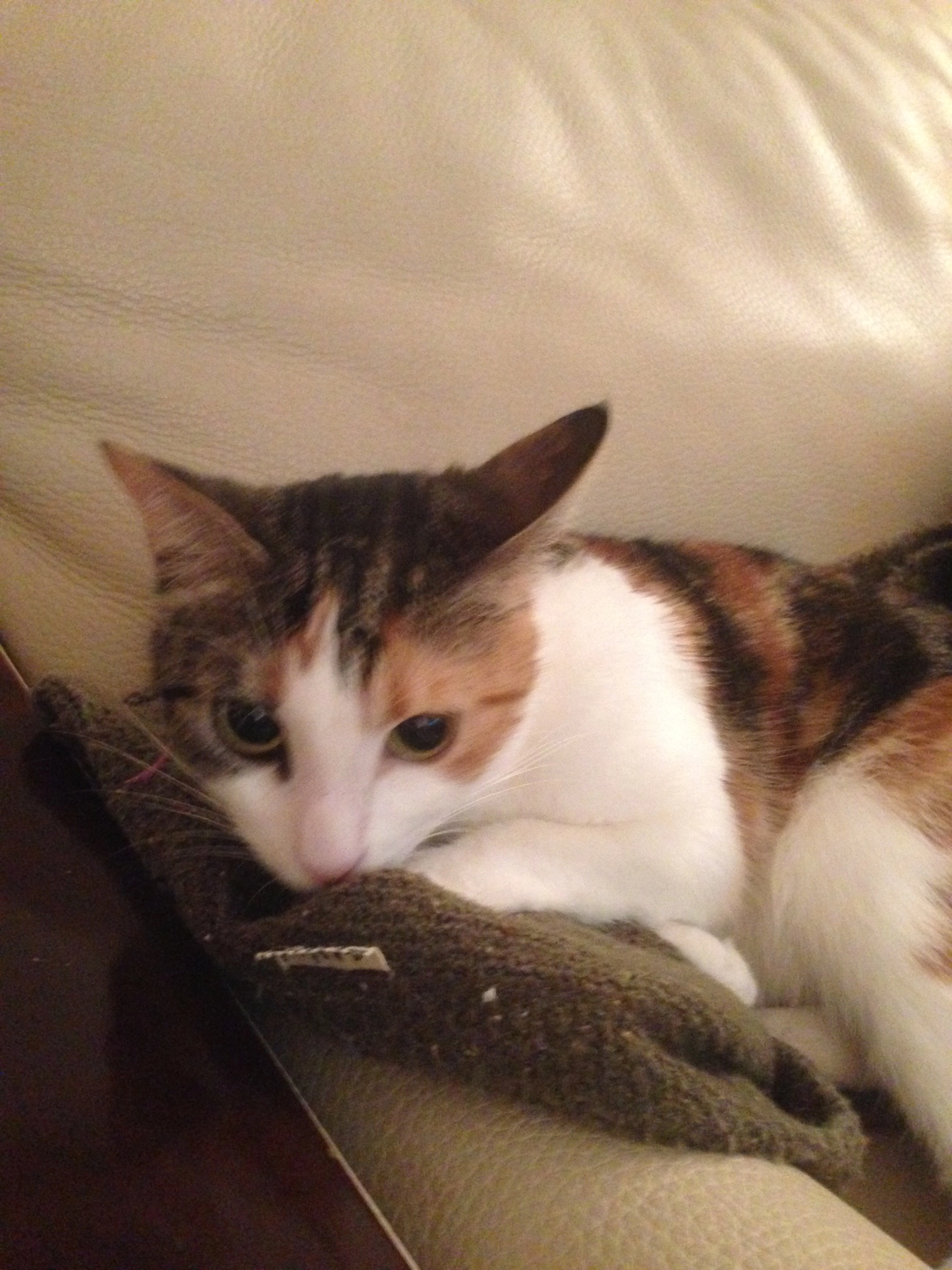 Princesse - 16 Rue Gambetta, Deauville