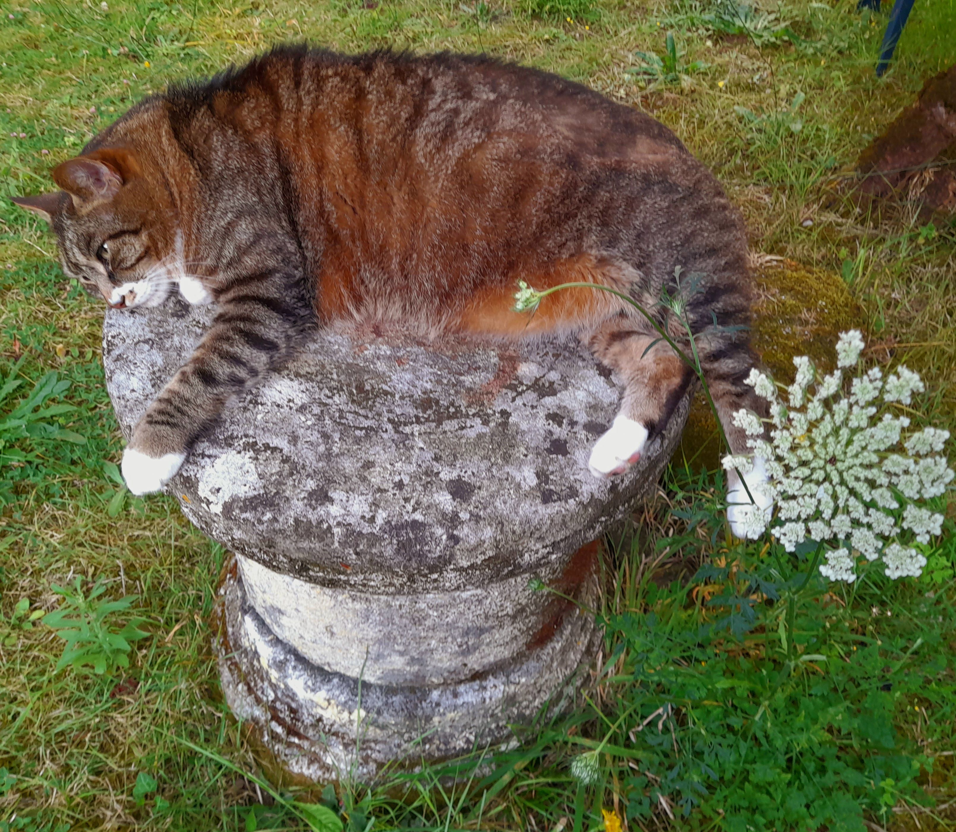 Moka. Mâle castré tigré gris. Par - 9 Rue Albert Héraud, Châteaubernard